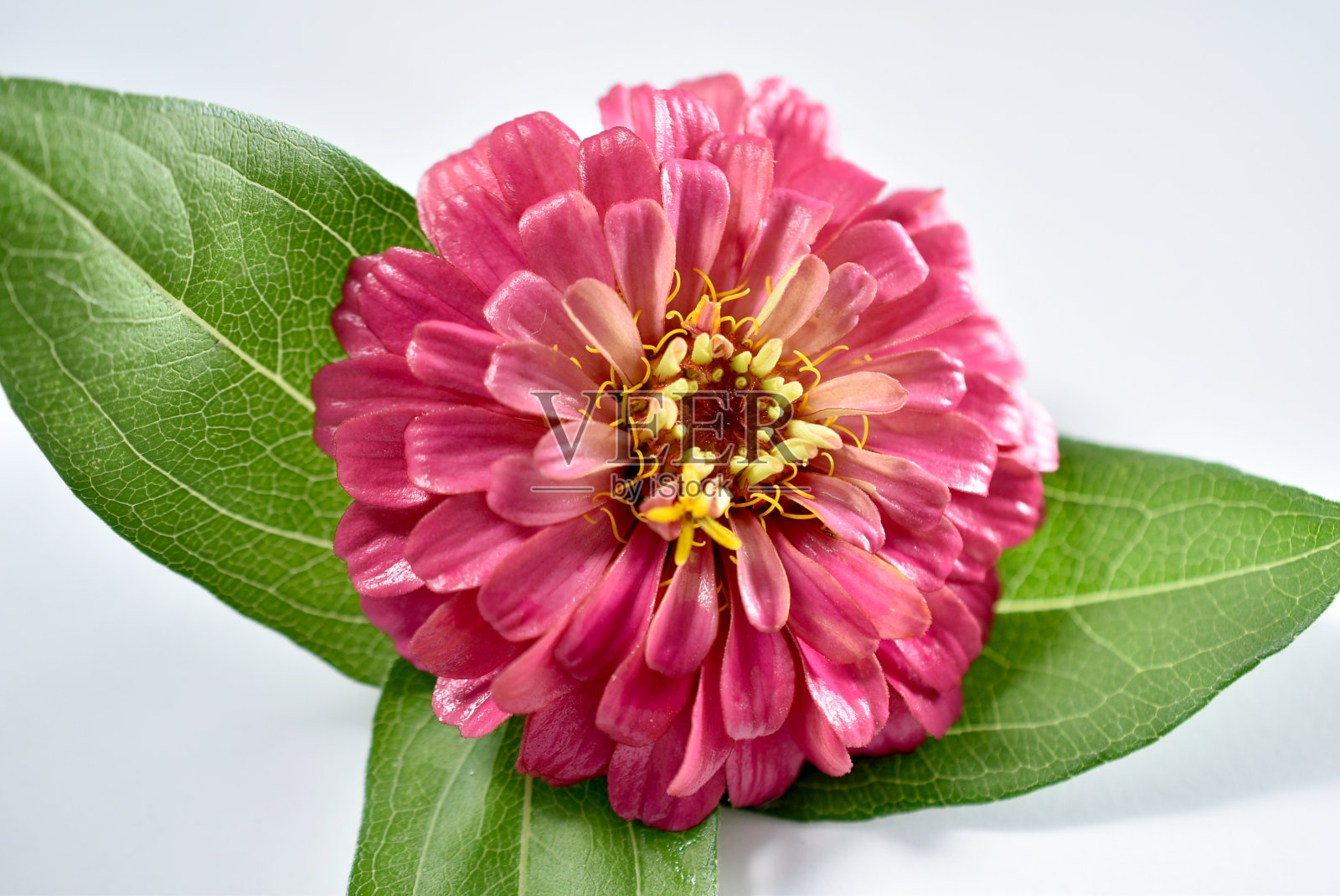 粉红色百日菊花，主要，在一个白色的背景。照片摄影图片