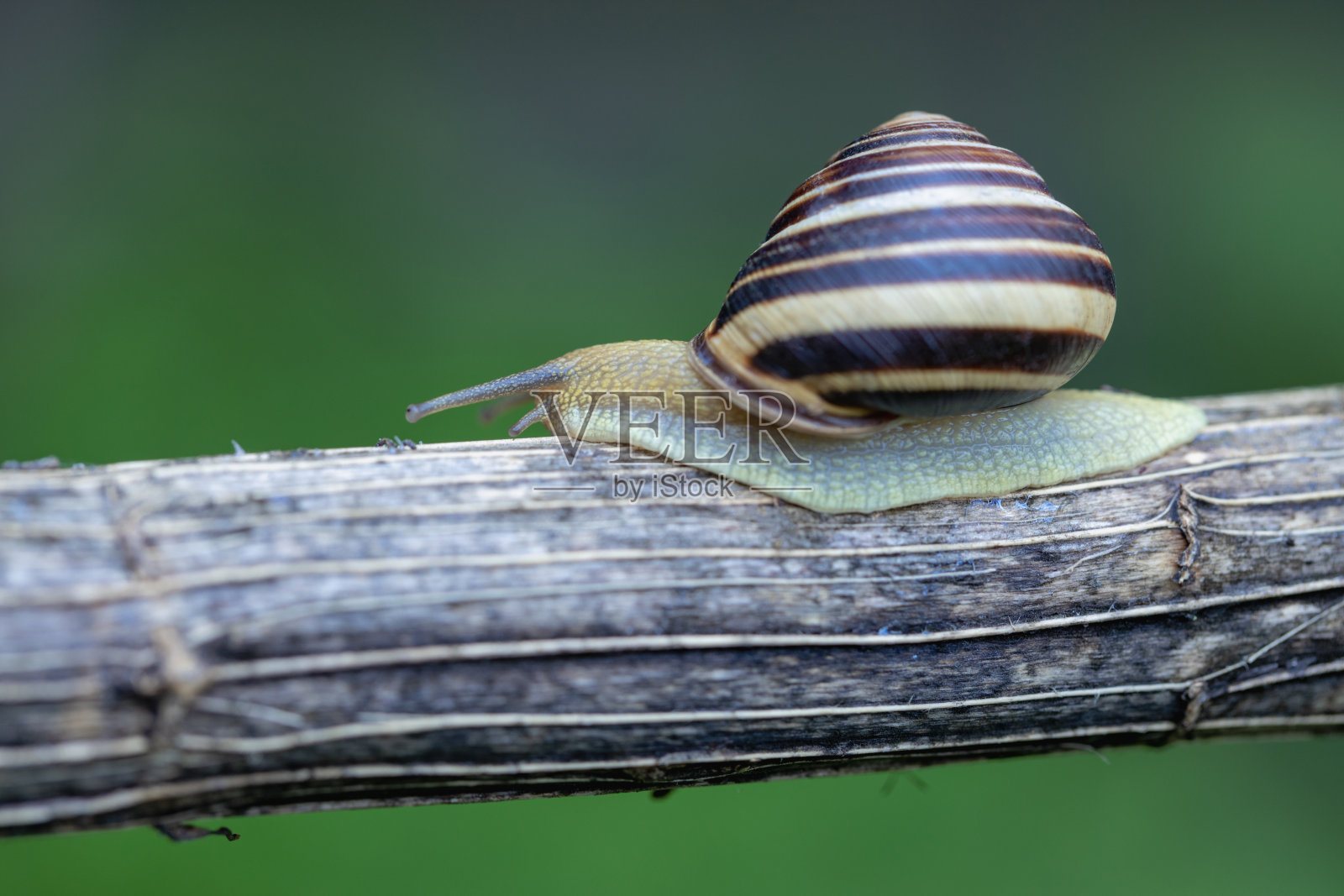 美丽的葡萄蜗牛特写螺旋波马地蜗牛，罗马蜗牛，勃艮第蜗牛，食用蜗牛或蜗牛在自然栖息地。照片摄影图片
