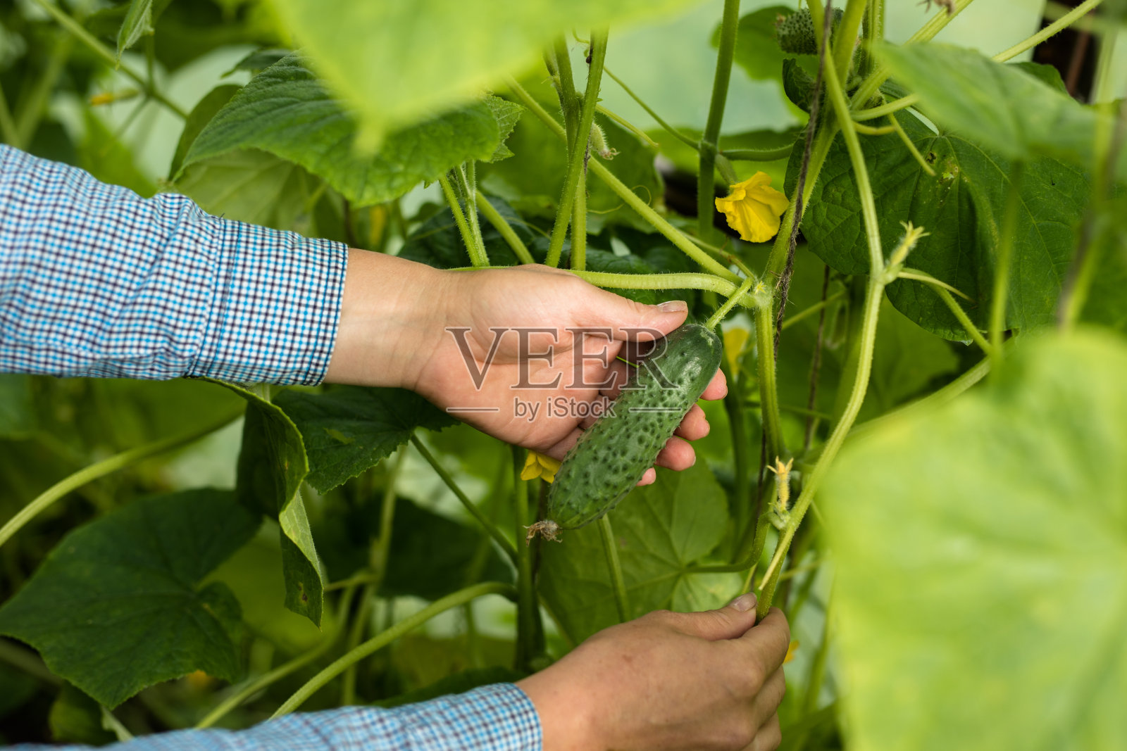 年轻漂亮的农妇肖像照片摄影图片