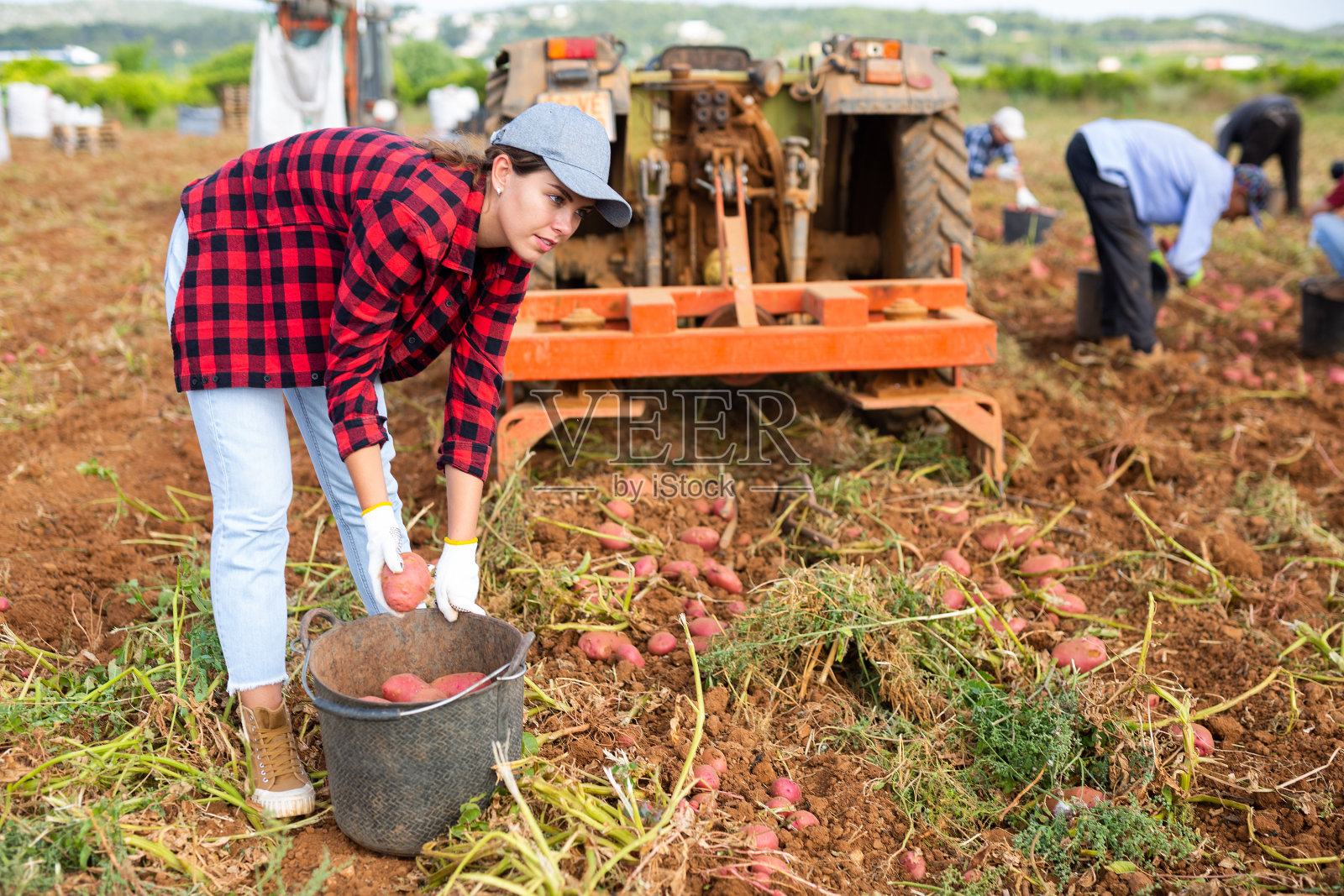 拖拉机把地里挖开后，妇女正在收集成熟的土豆照片摄影图片