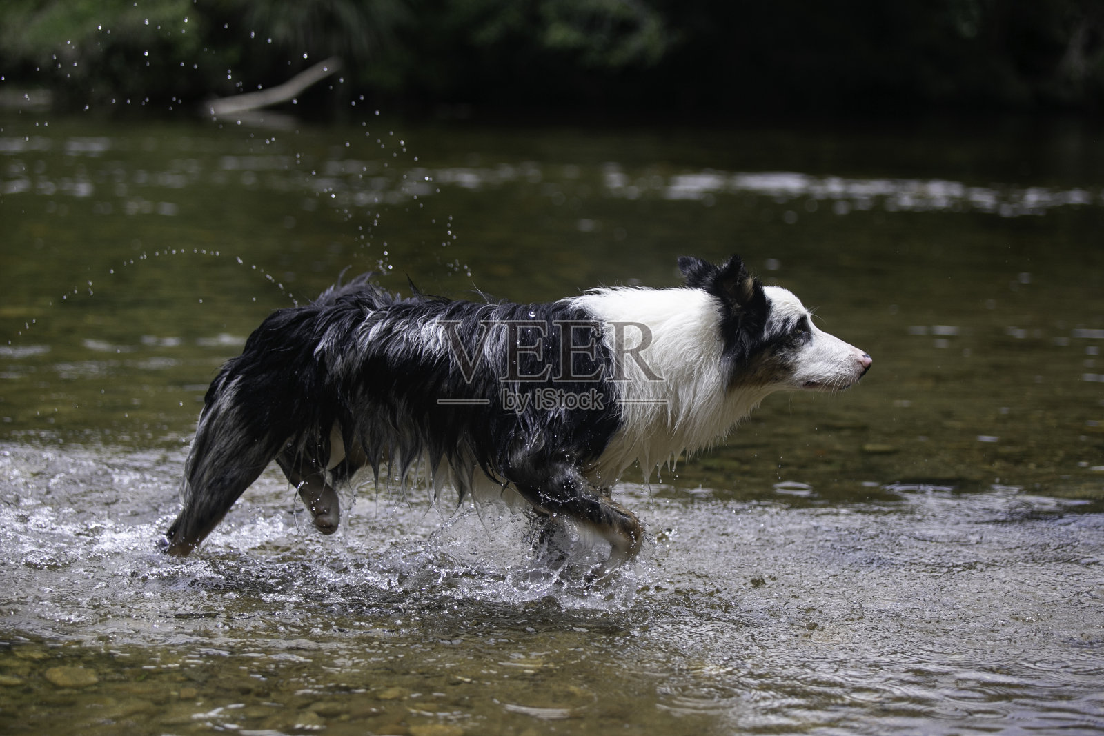 宠物在河里快乐地玩耍照片摄影图片