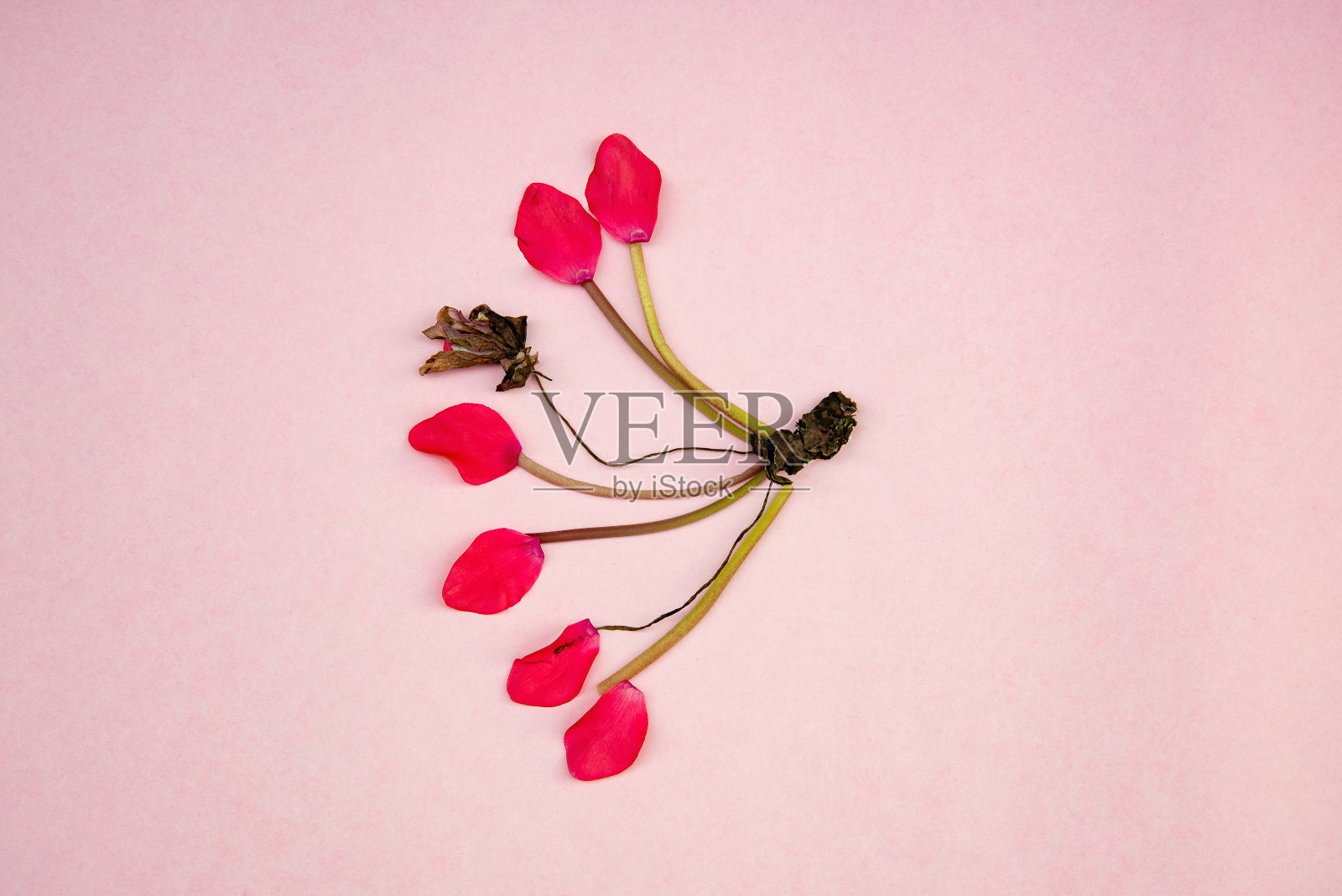 概念性乳腺癌没有人照片摄影图片