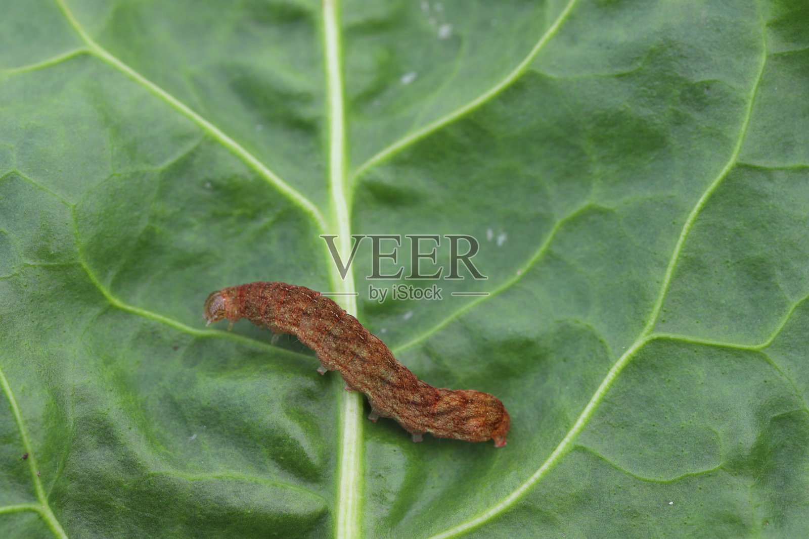 夜蛾科的蛾类-甜菜叶上的夜蛾。这是一种危险的害虫。照片摄影图片