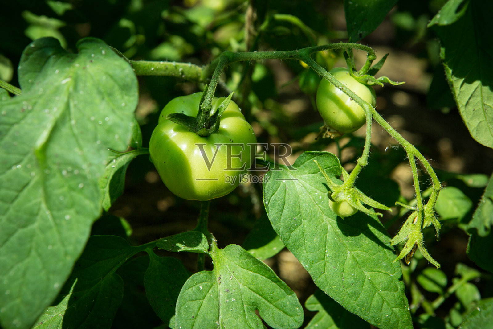 第一个小的绿色水果西红柿特写。在温室里种西红柿。专业种植番茄。农业,农业综合企业。生态有机产品。照片摄影图片