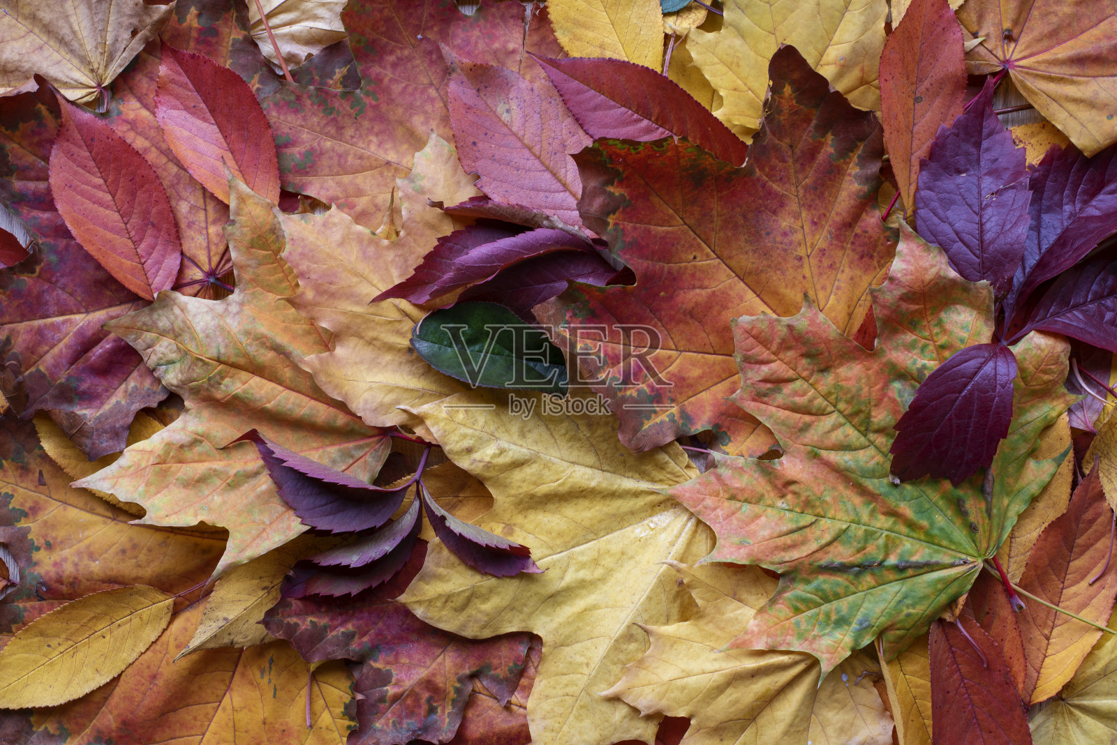 干燥明亮的秋叶背景照片摄影图片