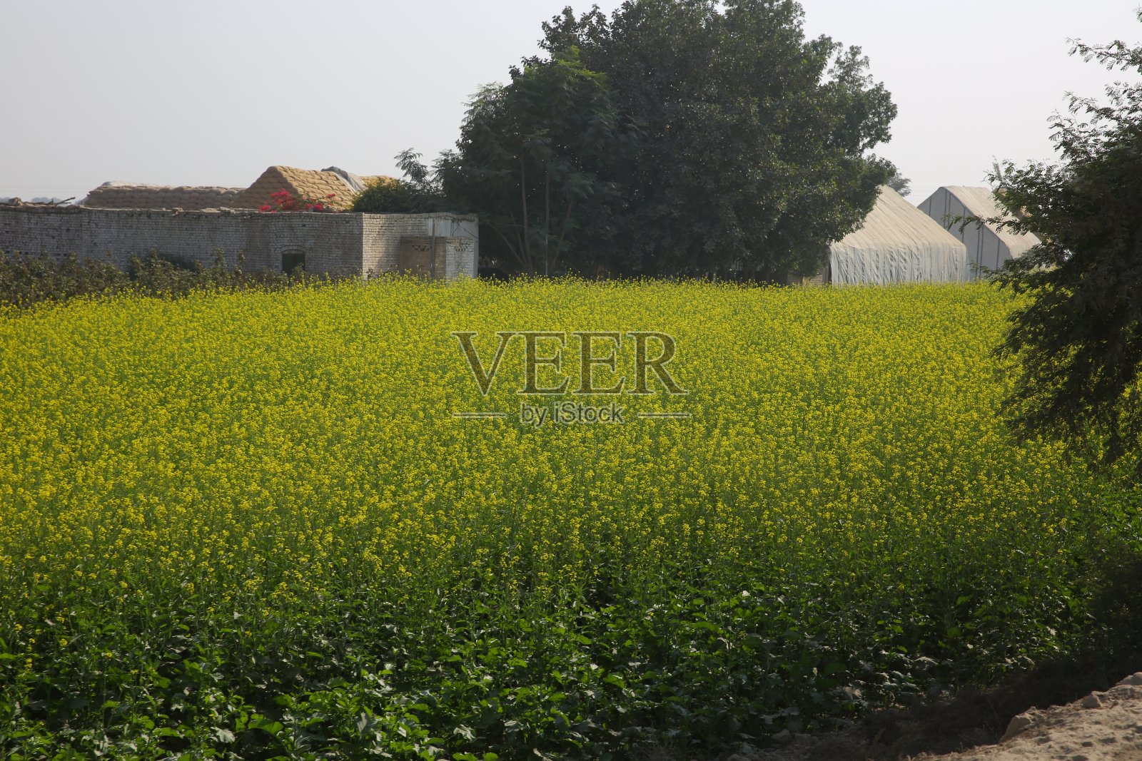 芥末领域照片摄影图片