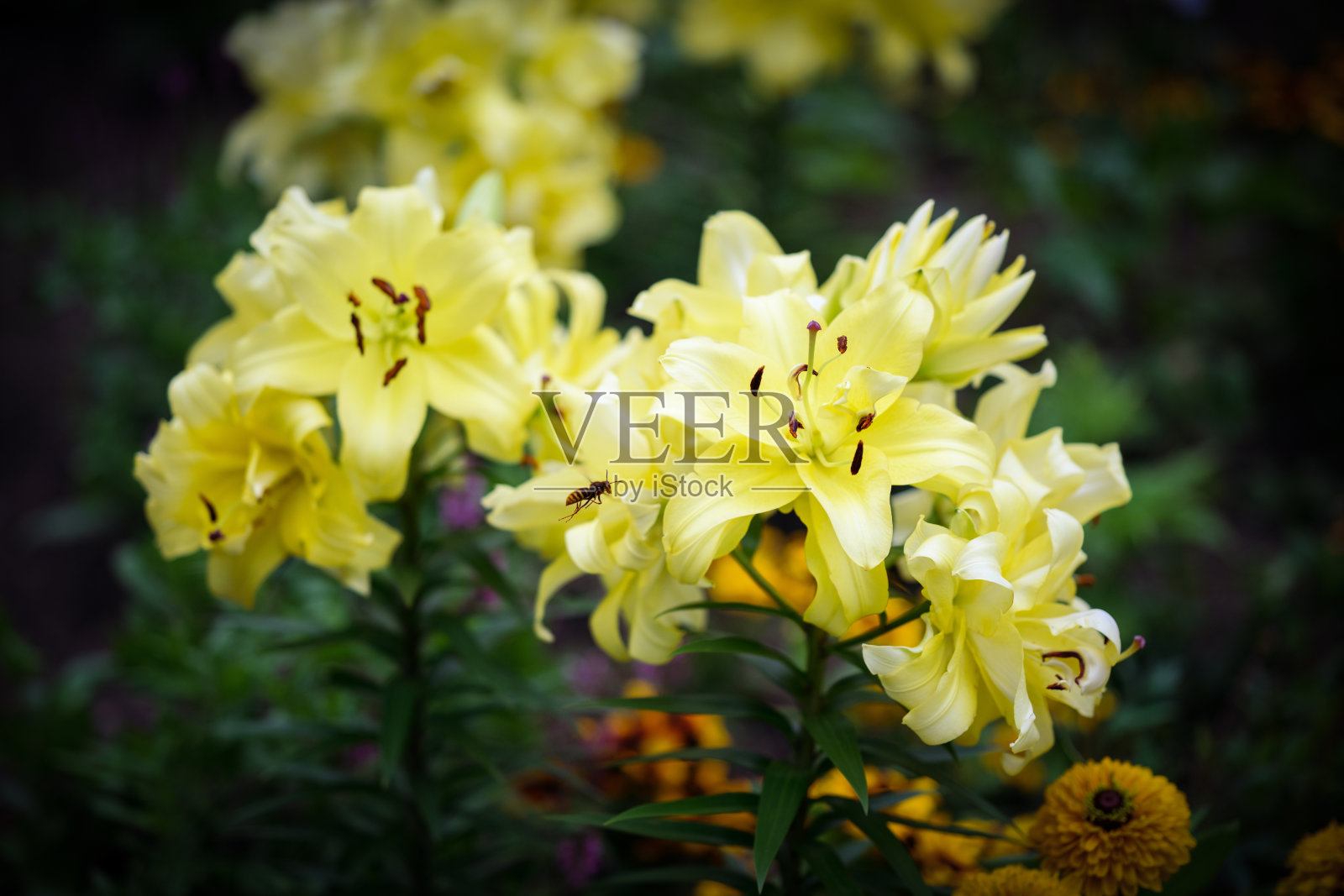 黄色百合花。照片摄影图片