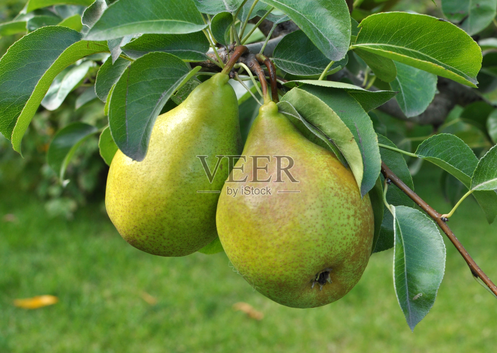 梨子在树枝上成熟了。照片摄影图片