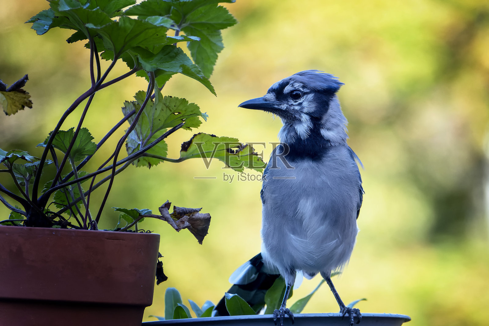 冠蓝鸦栖息在树枝上照片摄影图片