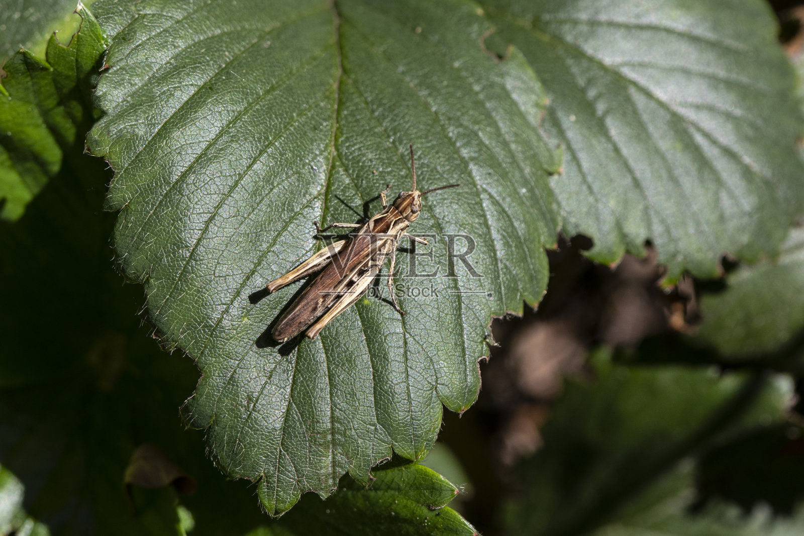 Chorthippus Brunneus -普通的田野蚱蜢照片摄影图片