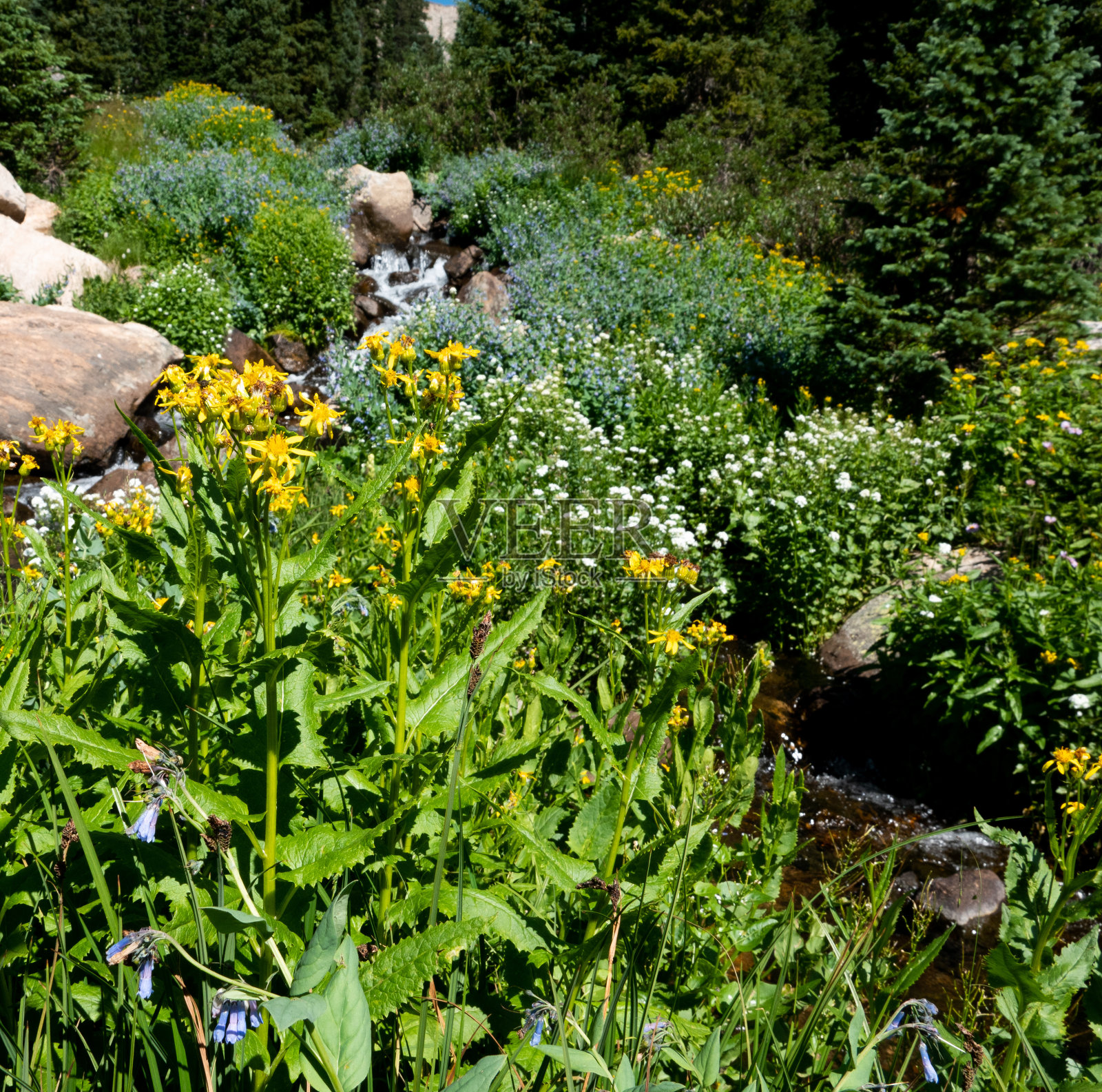 带野花的高山小瀑布。照片摄影图片