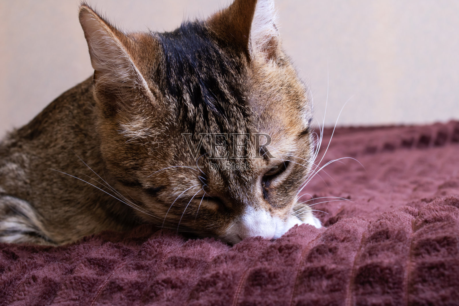 灰条纹猫仔细嗅了嗅它的爪子照片摄影图片