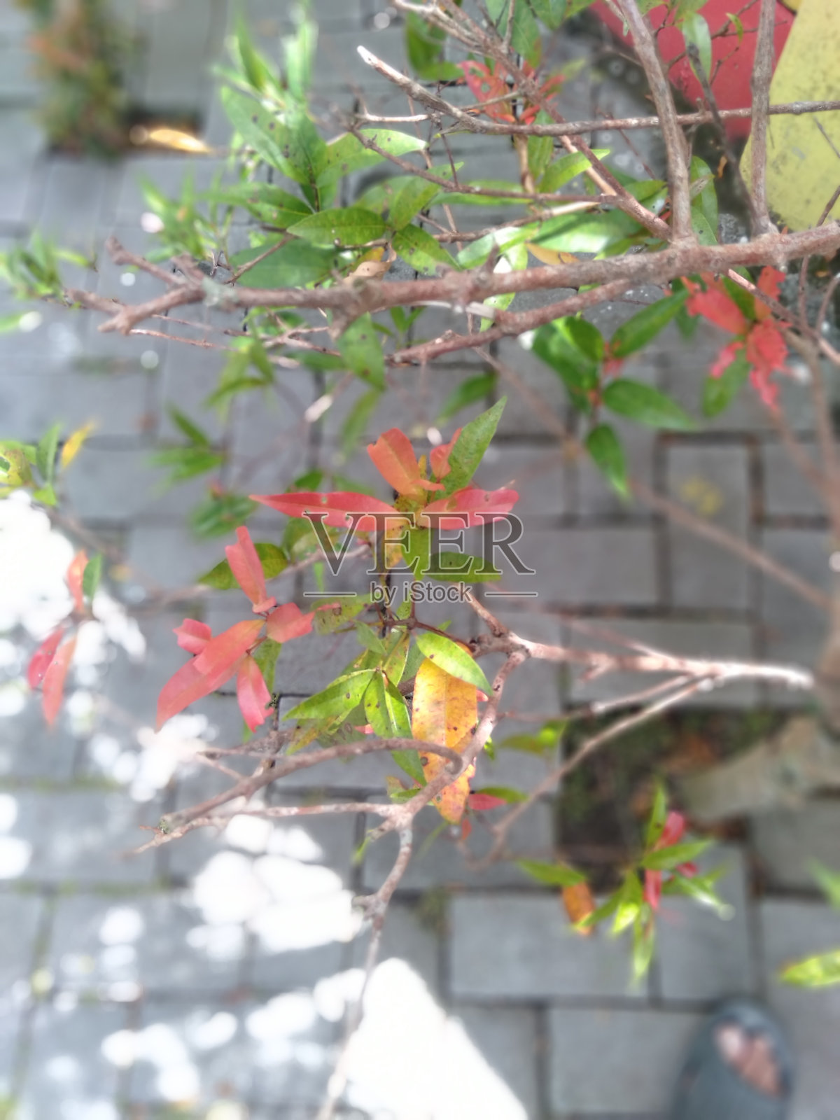 幼儿园的一朵花照片摄影图片