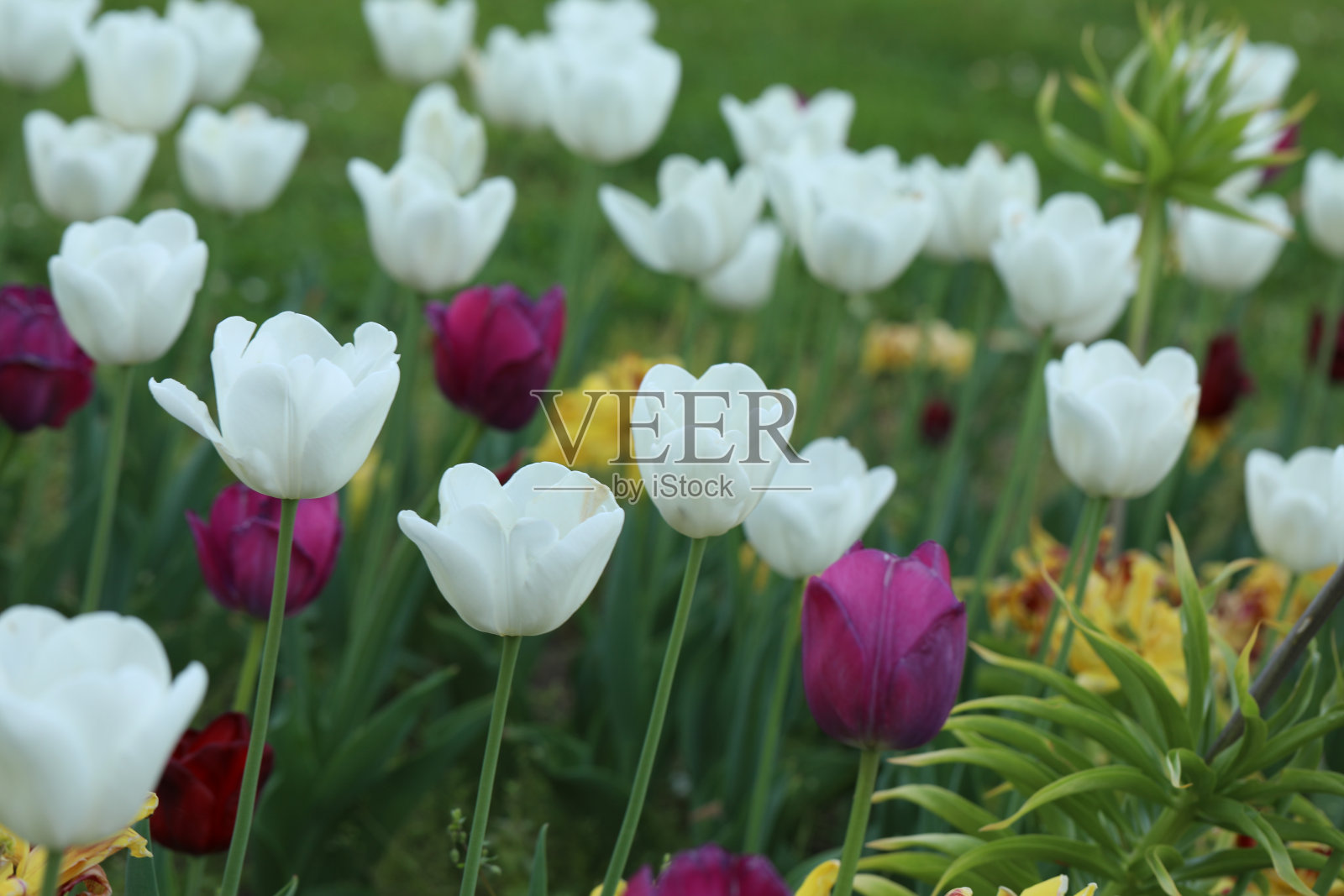 郁金香花圃里盛开的郁金香照片摄影图片