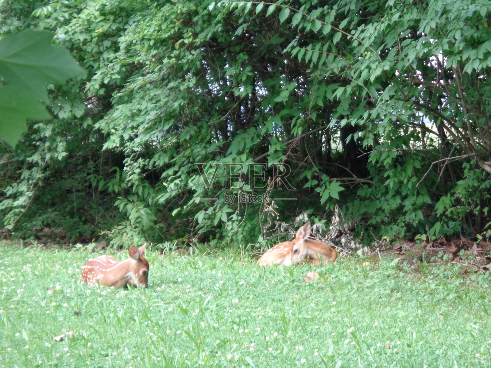 白尾鹿小鹿对照片摄影图片