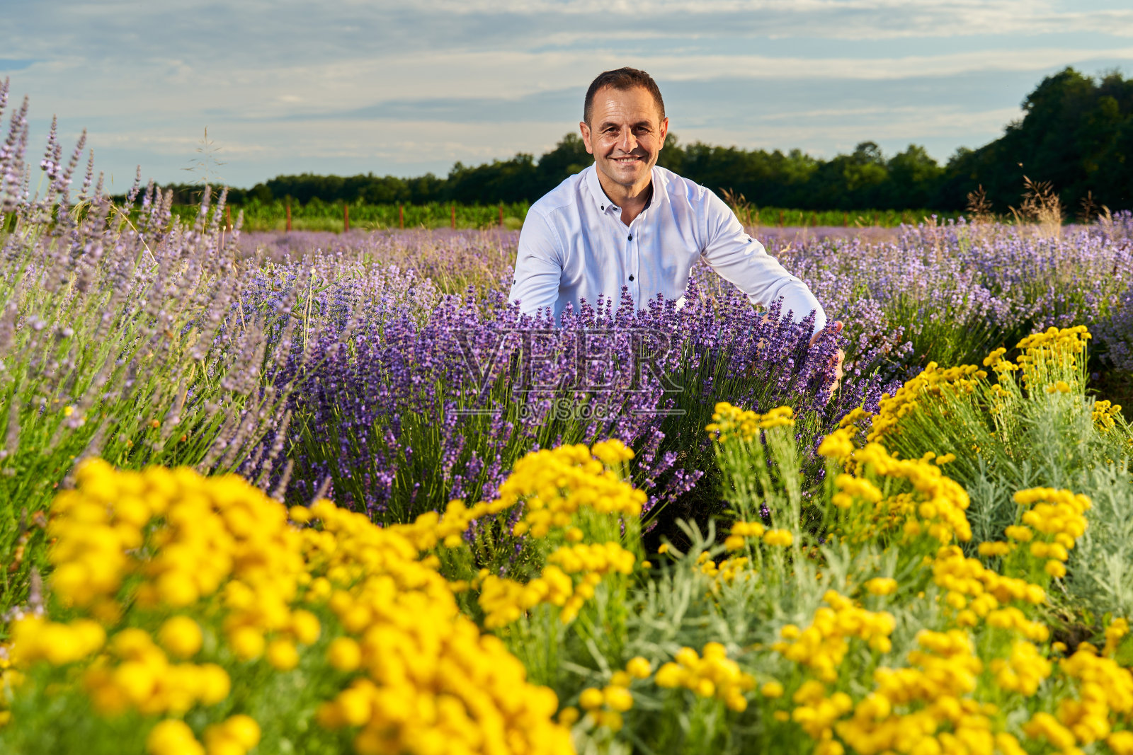 幸福的农民在他的薰衣草田照片摄影图片