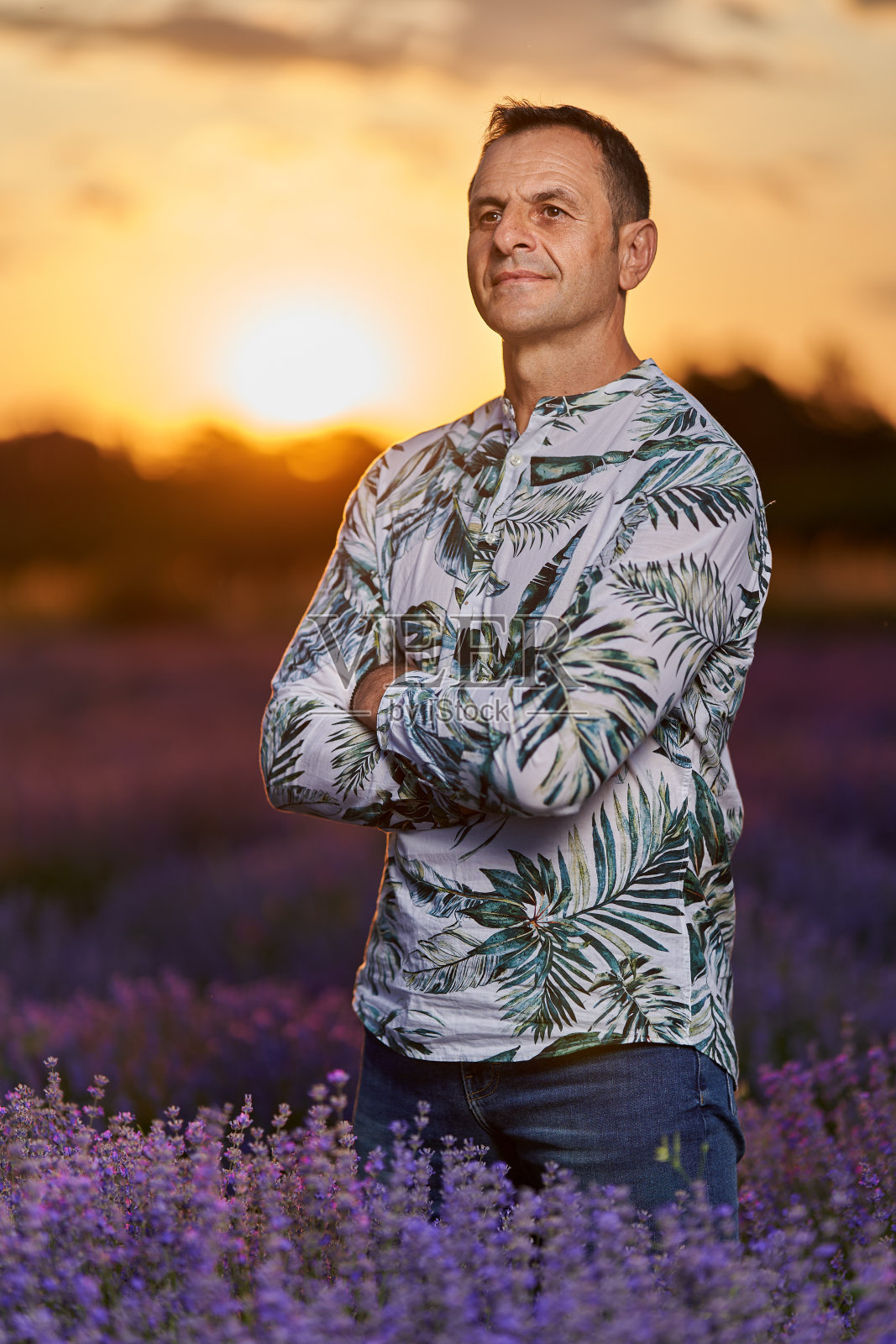 幸福的农民在他的薰衣草田照片摄影图片