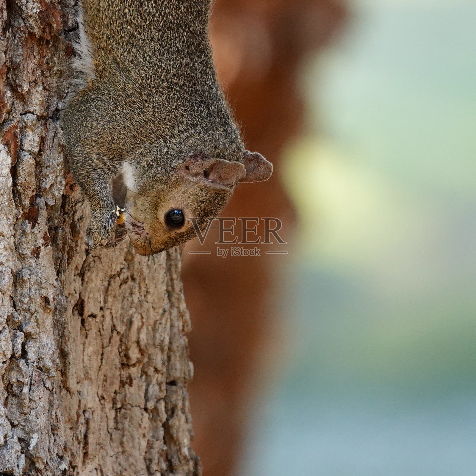 颠倒的松鼠照片摄影图片