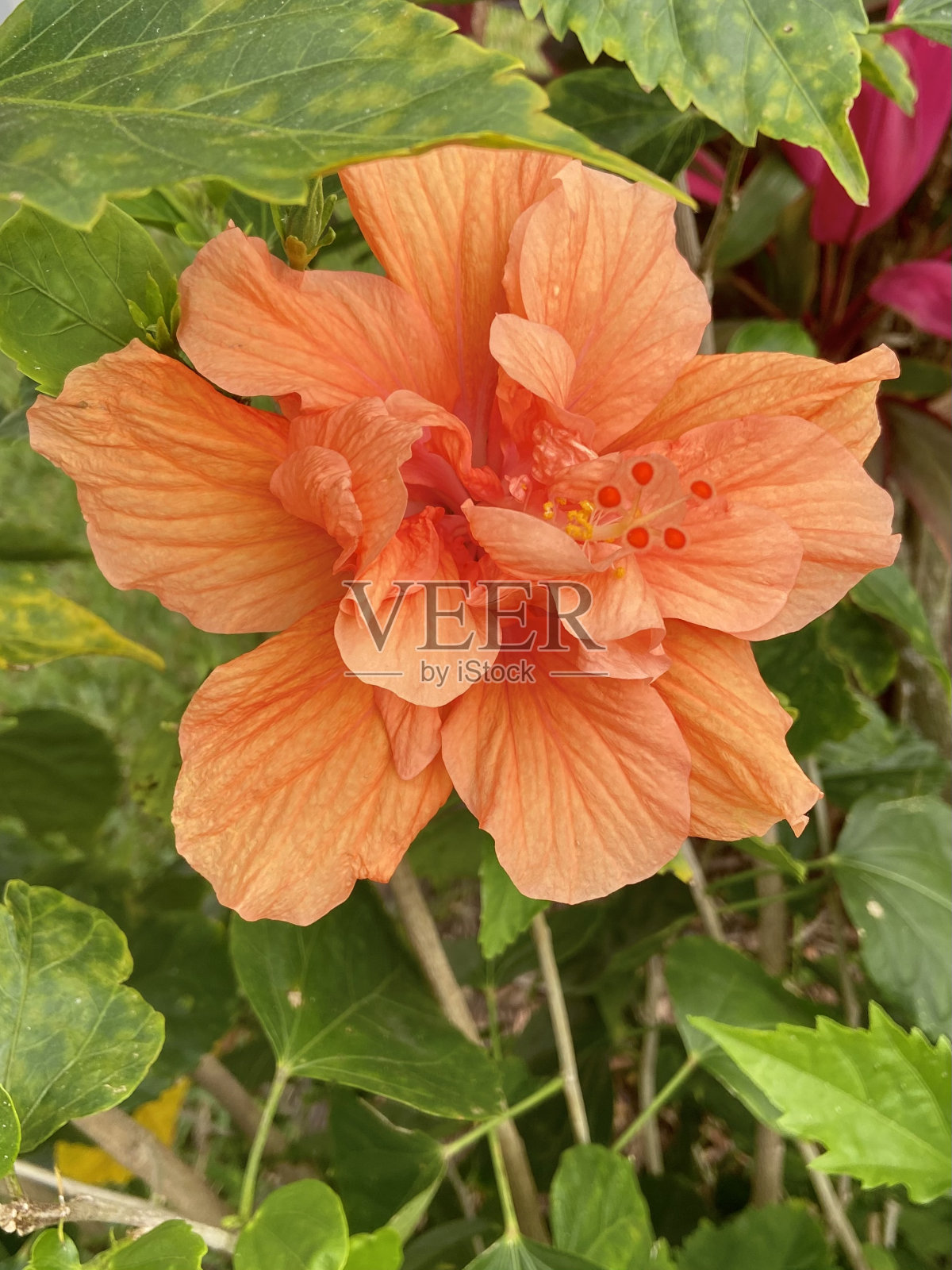 佛罗里达州的热带花朵照片摄影图片