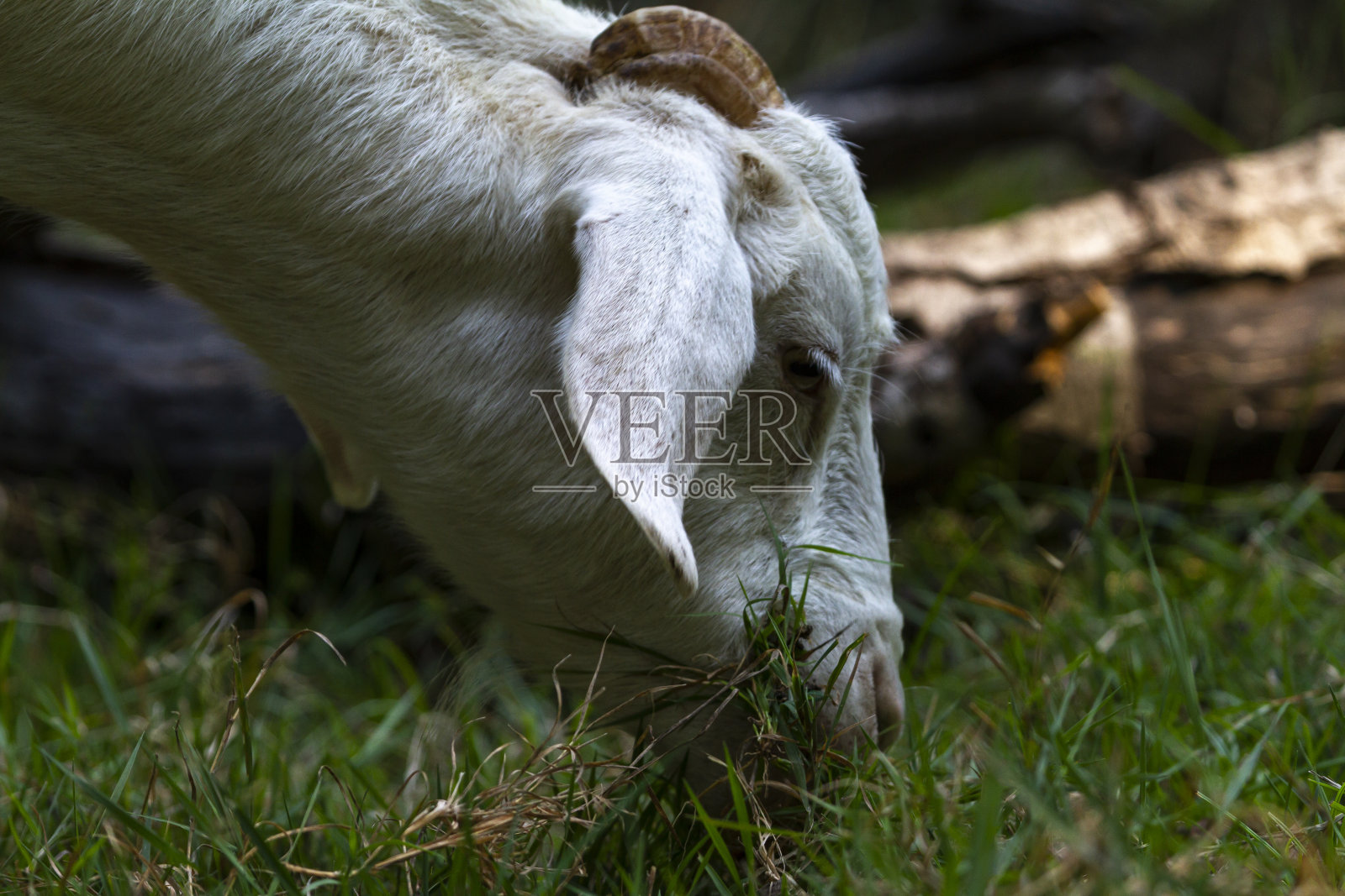 喂食时拍摄的山羊照片照片摄影图片