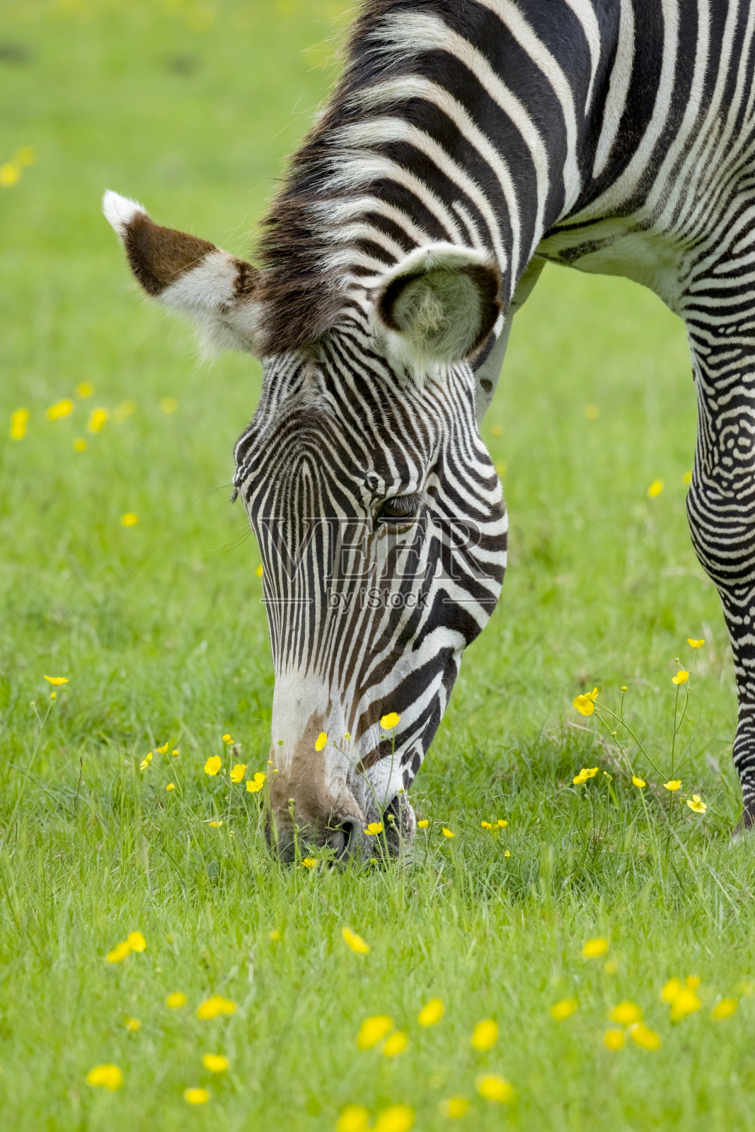 斑马的格利威斑马照片摄影图片
