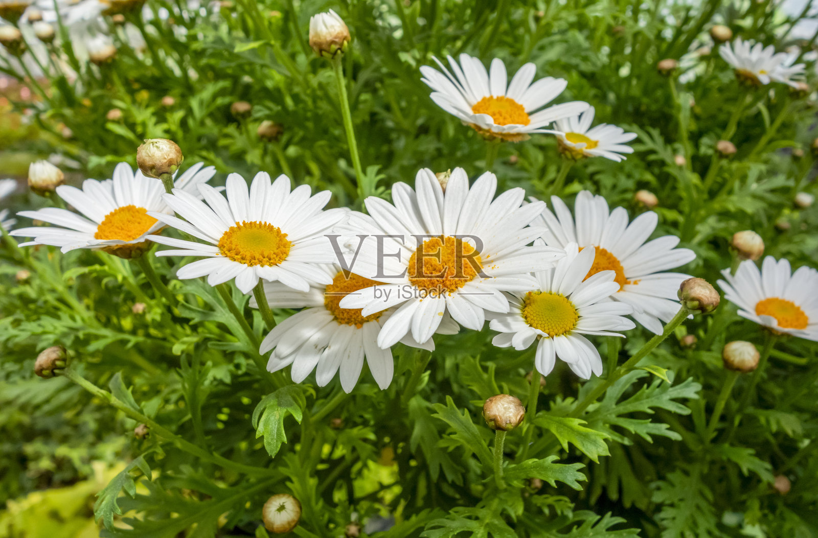 玛格丽特雏菊花照片摄影图片