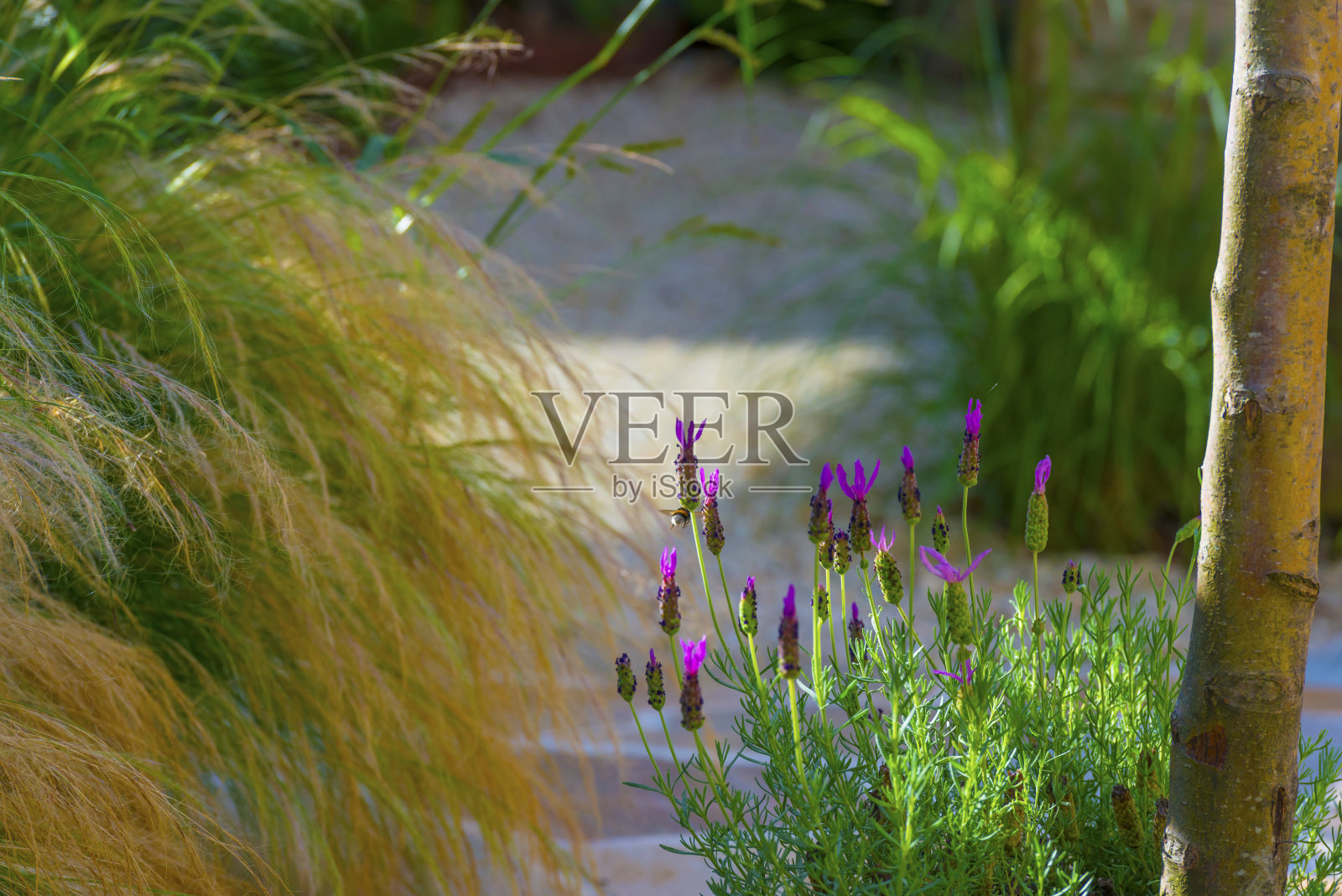 夏天，在明亮的阳光下，大黄蜂在五彩缤纷的花园里一株开花的植物上照片摄影图片
