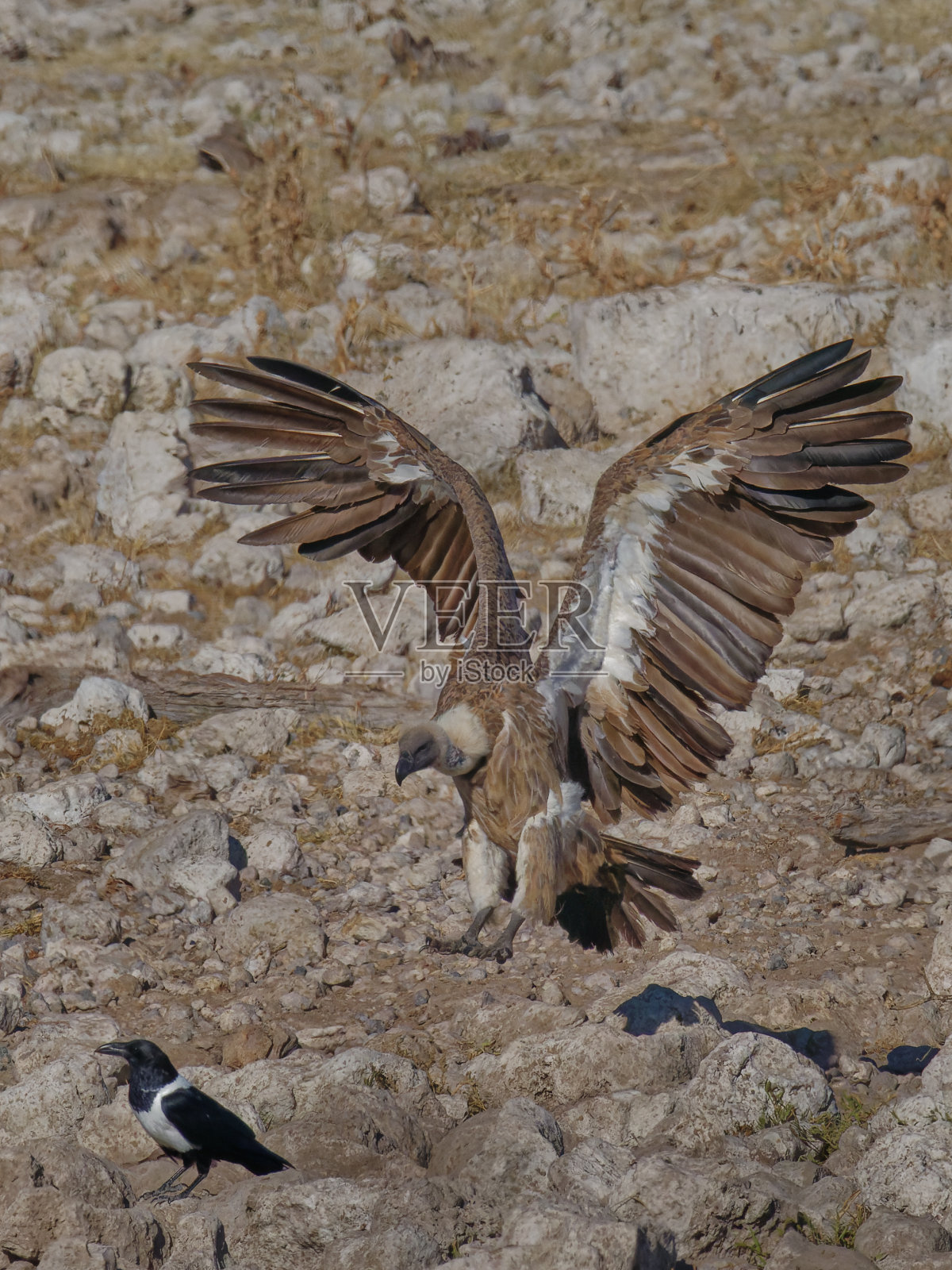 白背秃鹰展开翅膀降落照片摄影图片