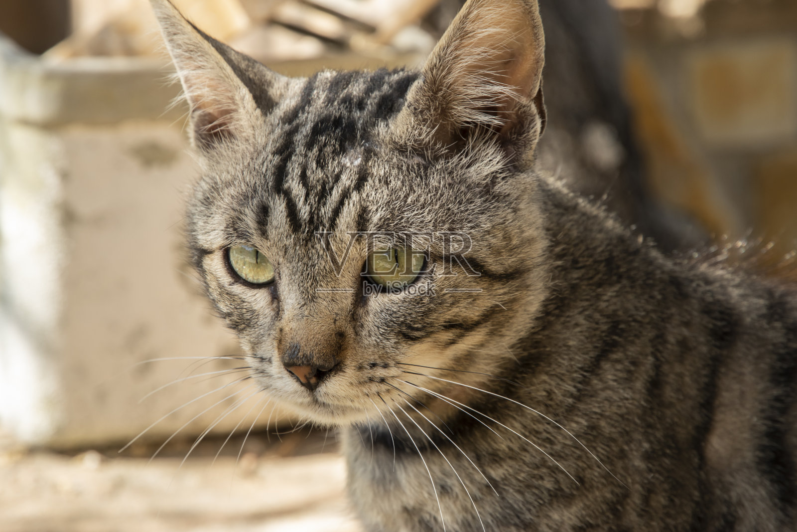 猫头特写镜头照片摄影图片