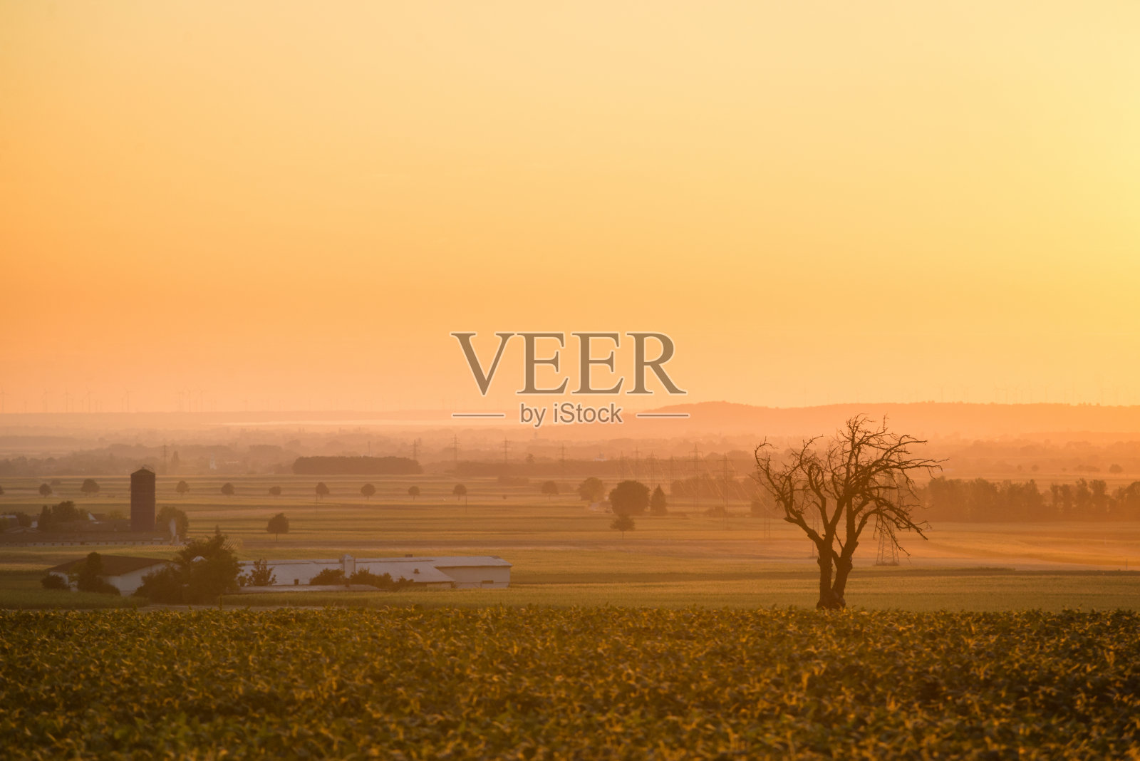 日出时雾气蒙蒙的乡村草地，泛着橘黄色的光。在秋天光秃秃的树木的黎明放松自然景观照片摄影图片