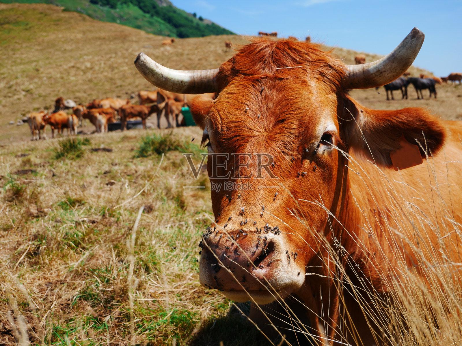 比利牛斯山脉的法国牛照片摄影图片