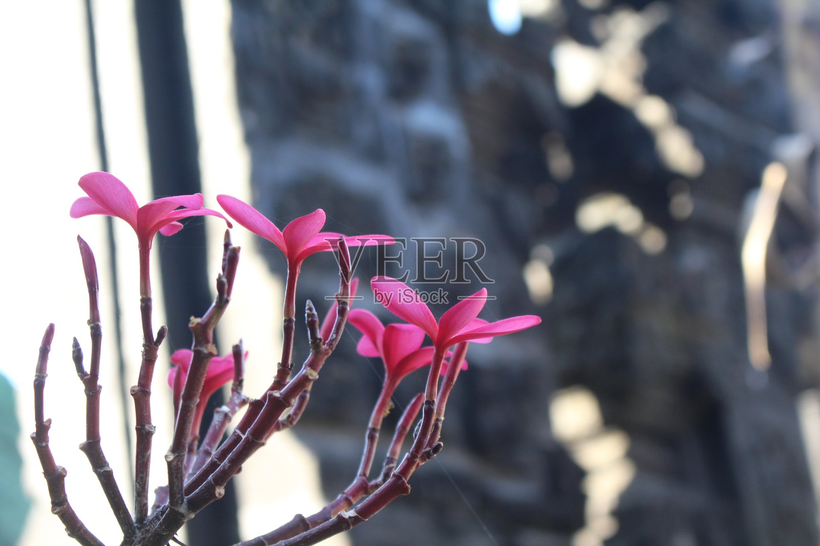 粉红色的花照片摄影图片