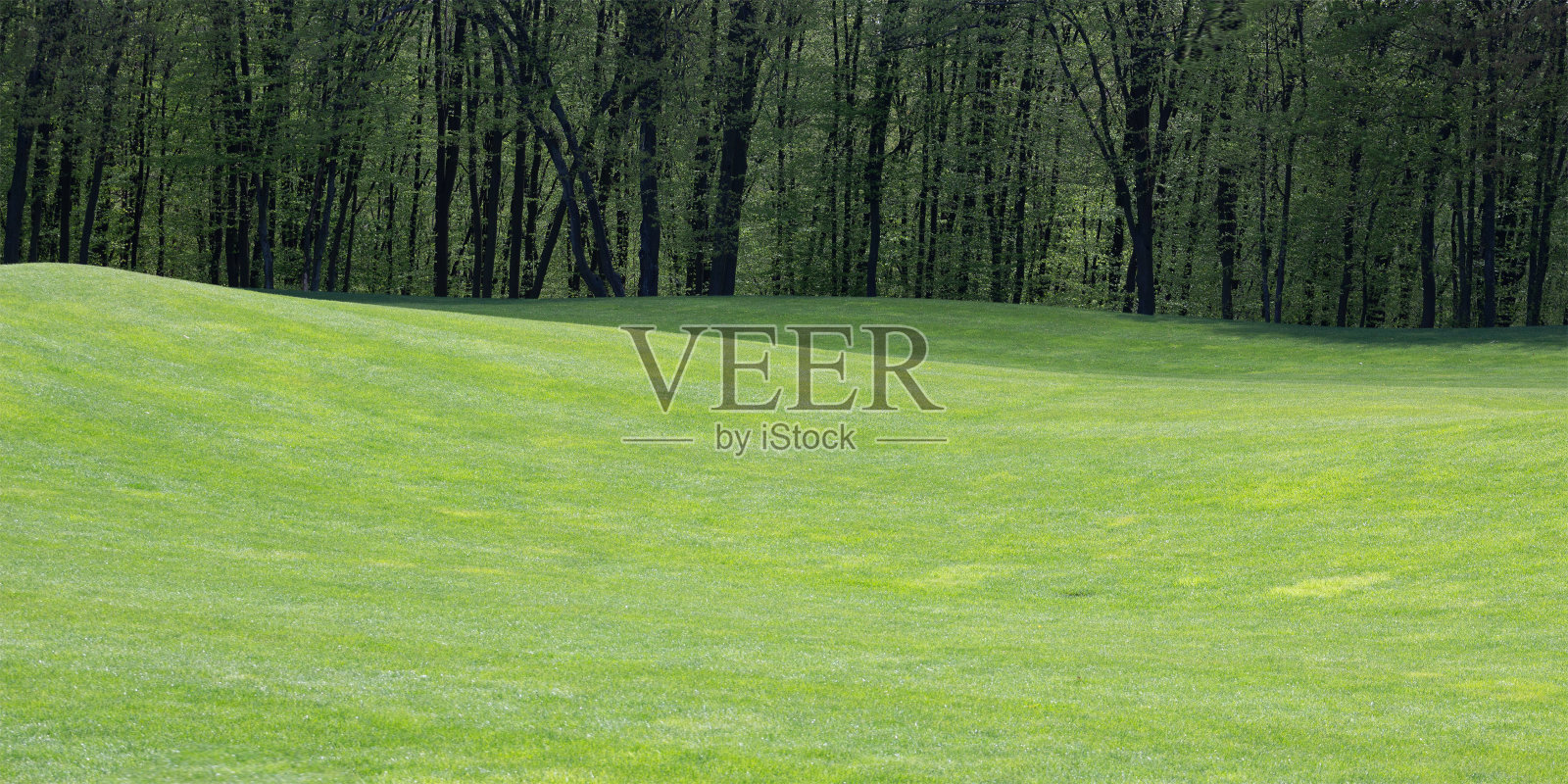 在森林附近有一块草坪。山上的绿草。美丽的自然景观。照片摄影图片