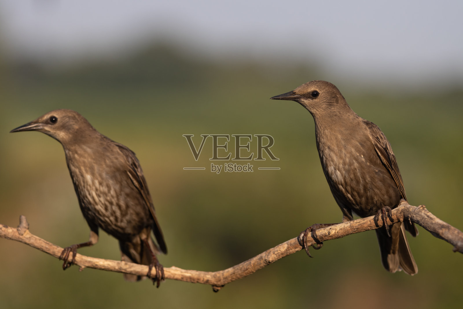 树枝上的两只鸟饶有兴趣地看着相机照片摄影图片