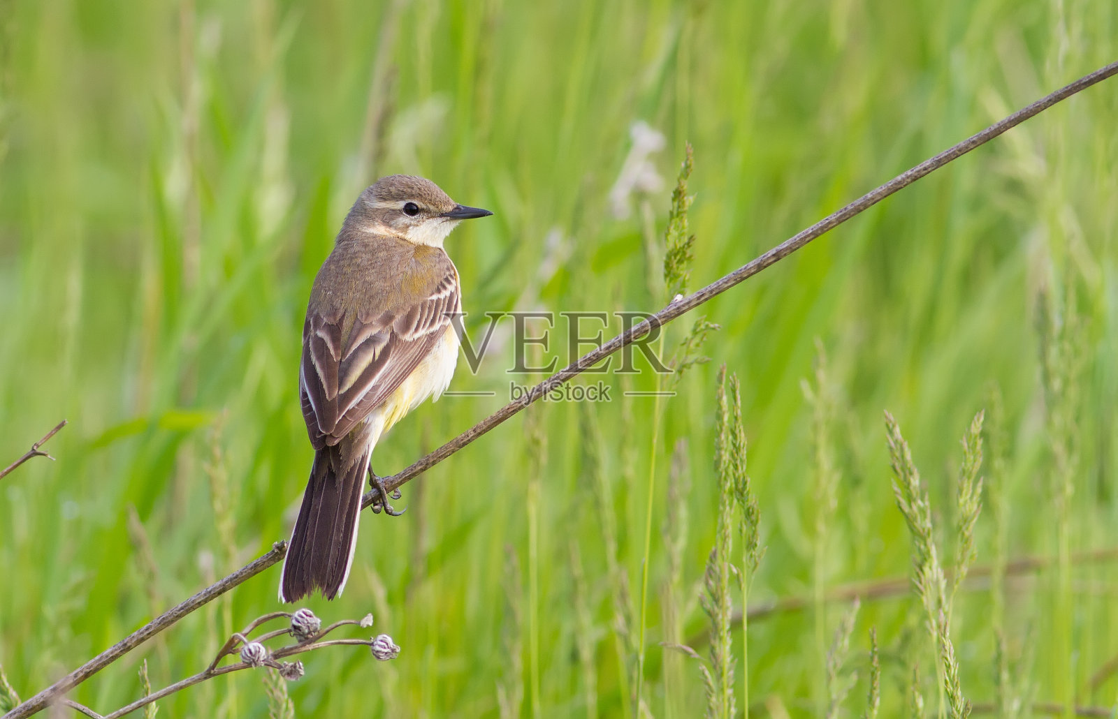西部黄色鹡鸰，Motacilla flava。早春的早晨，一只小鸟坐在树枝上照片摄影图片