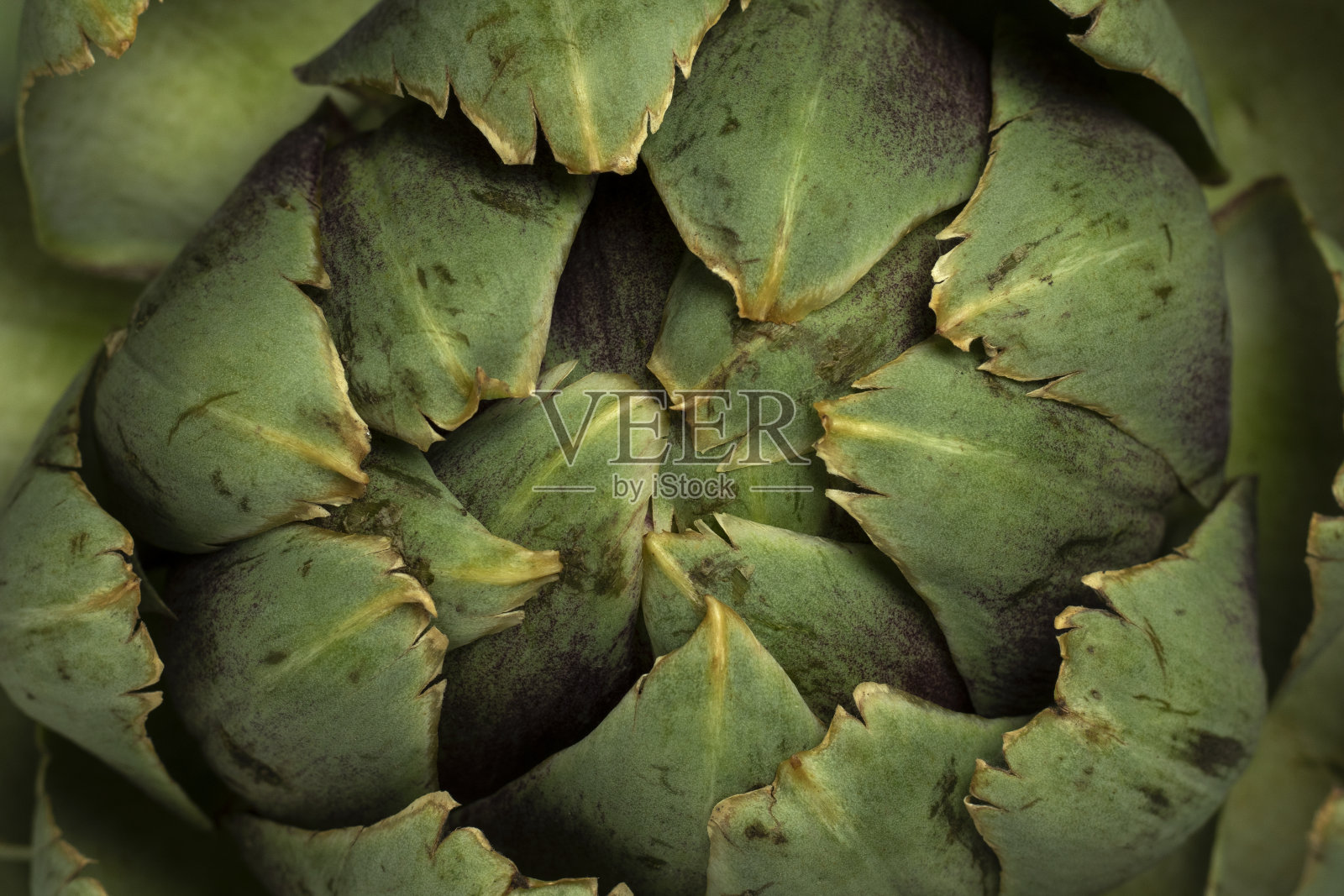 大新鲜的绿色洋蓟特写。照片摄影图片