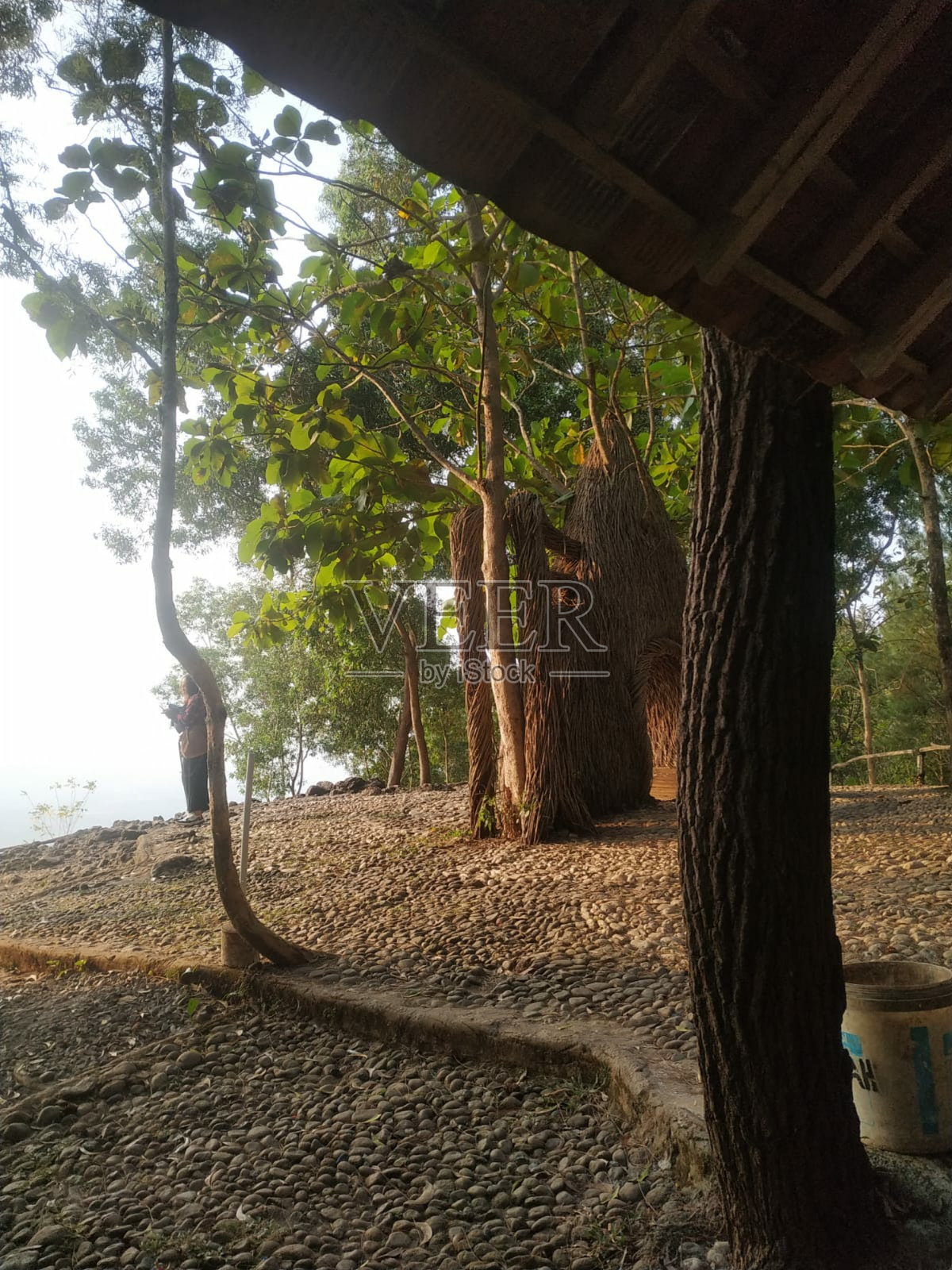 印度尼西亚日惹市著名的松林公园照片摄影图片