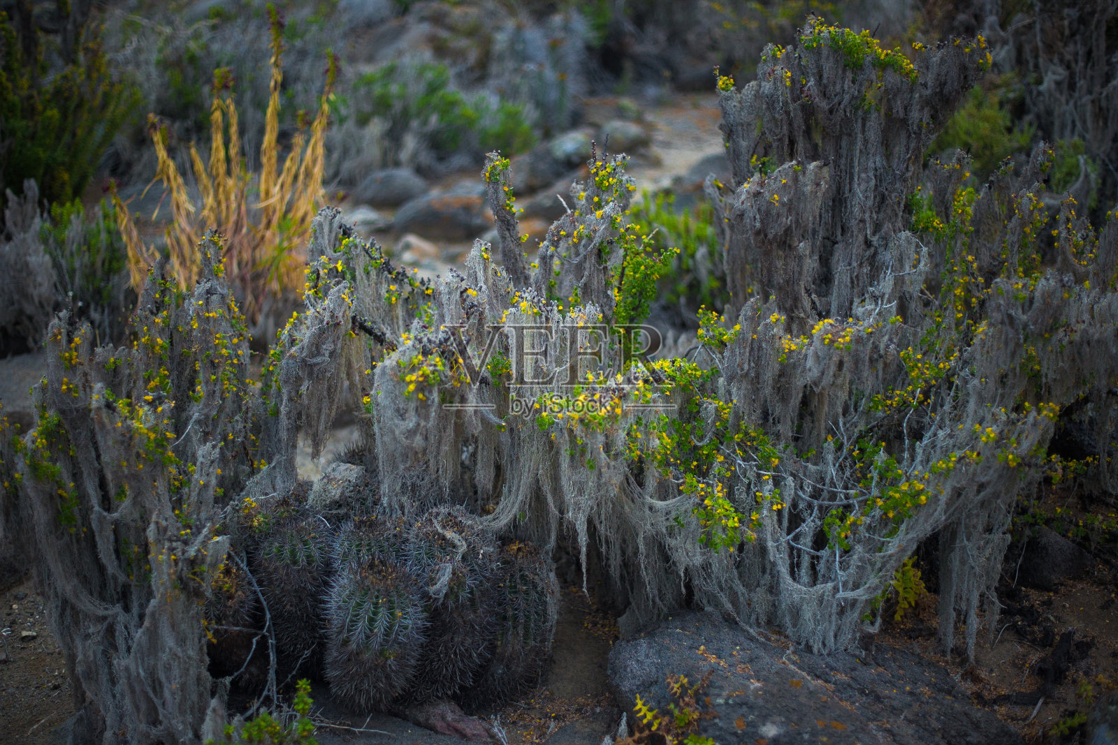 智利北部的植物多样性照片摄影图片