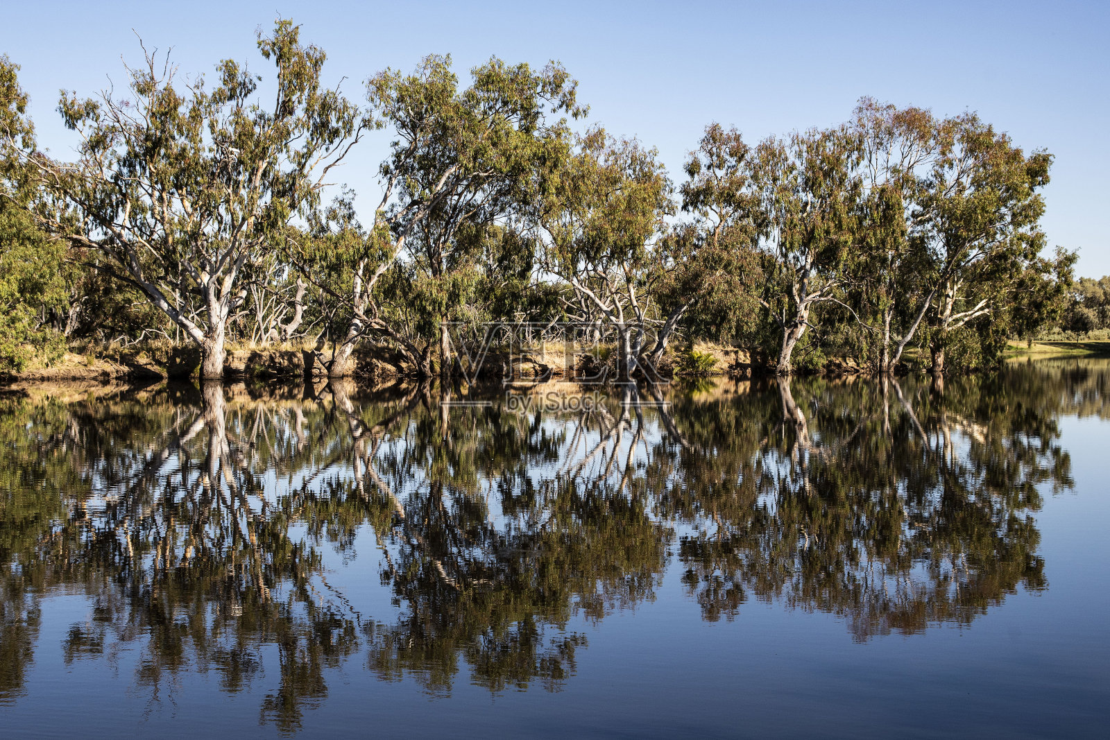 三棵反思的树照片摄影图片