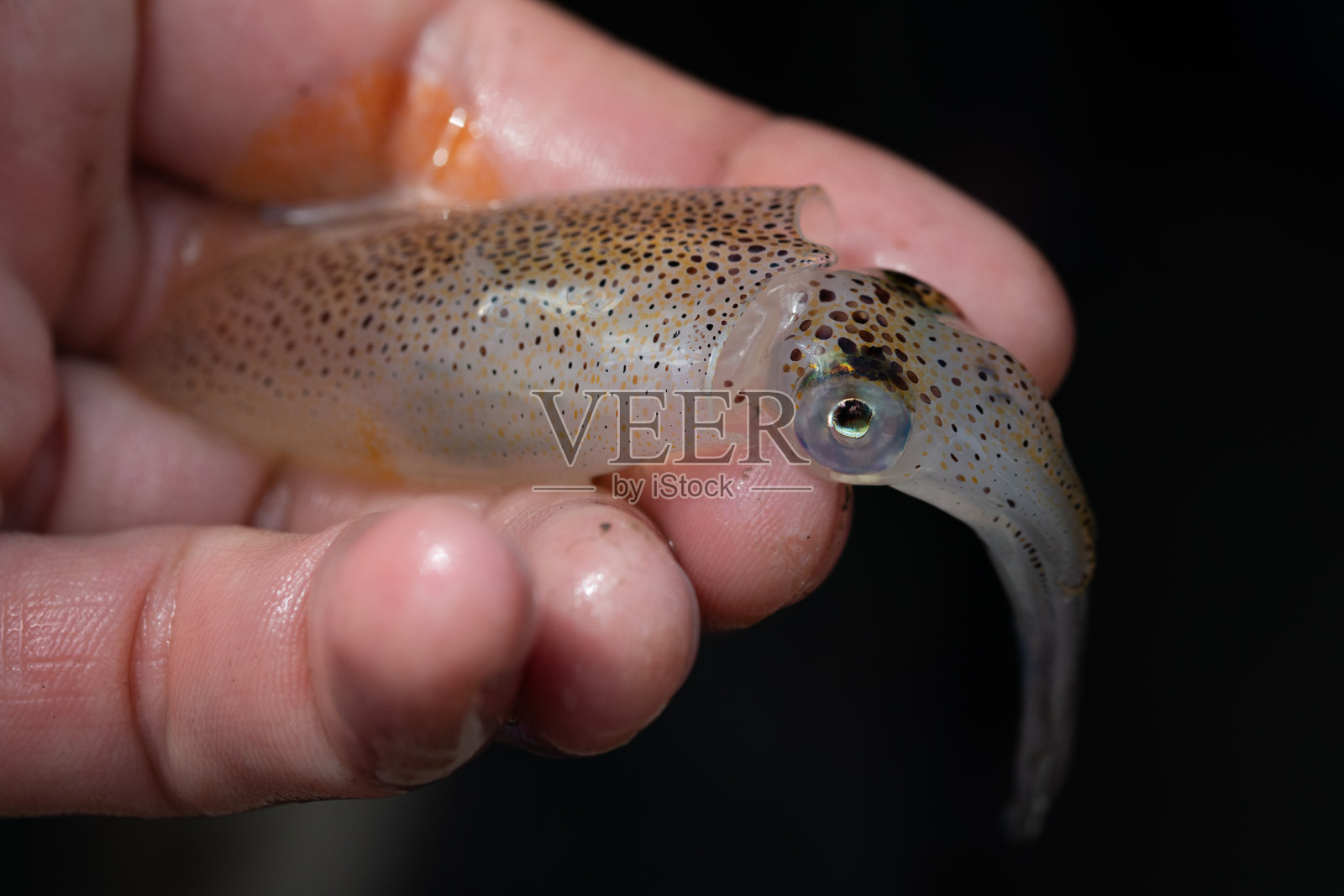 湾鱿鱼照片摄影图片