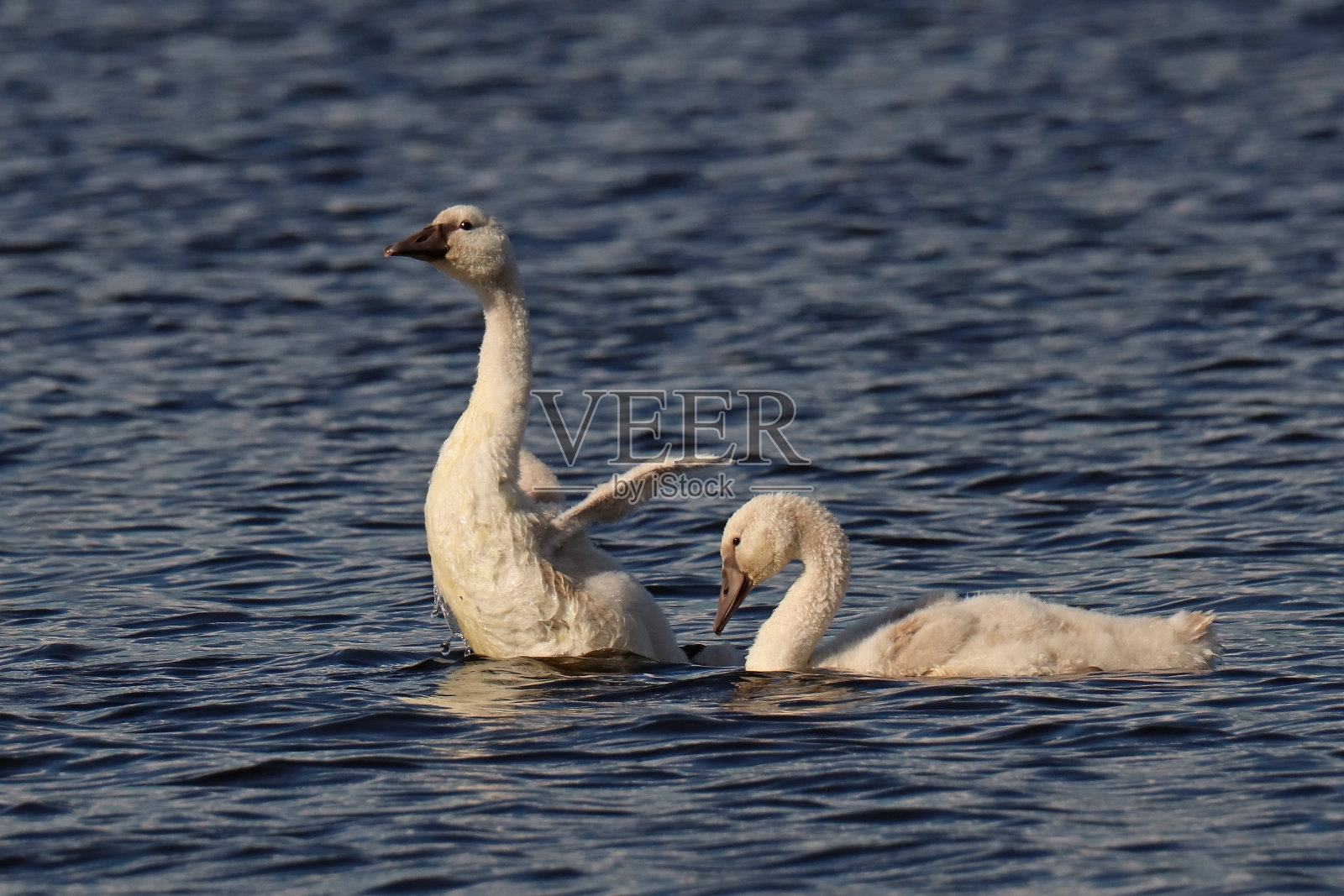 天鹅座 - 哑天鹅（天鹅座）。照片摄影图片