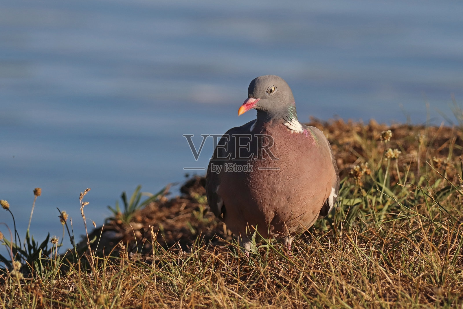白鸽-普通木鸽(耧斗菜)。照片摄影图片