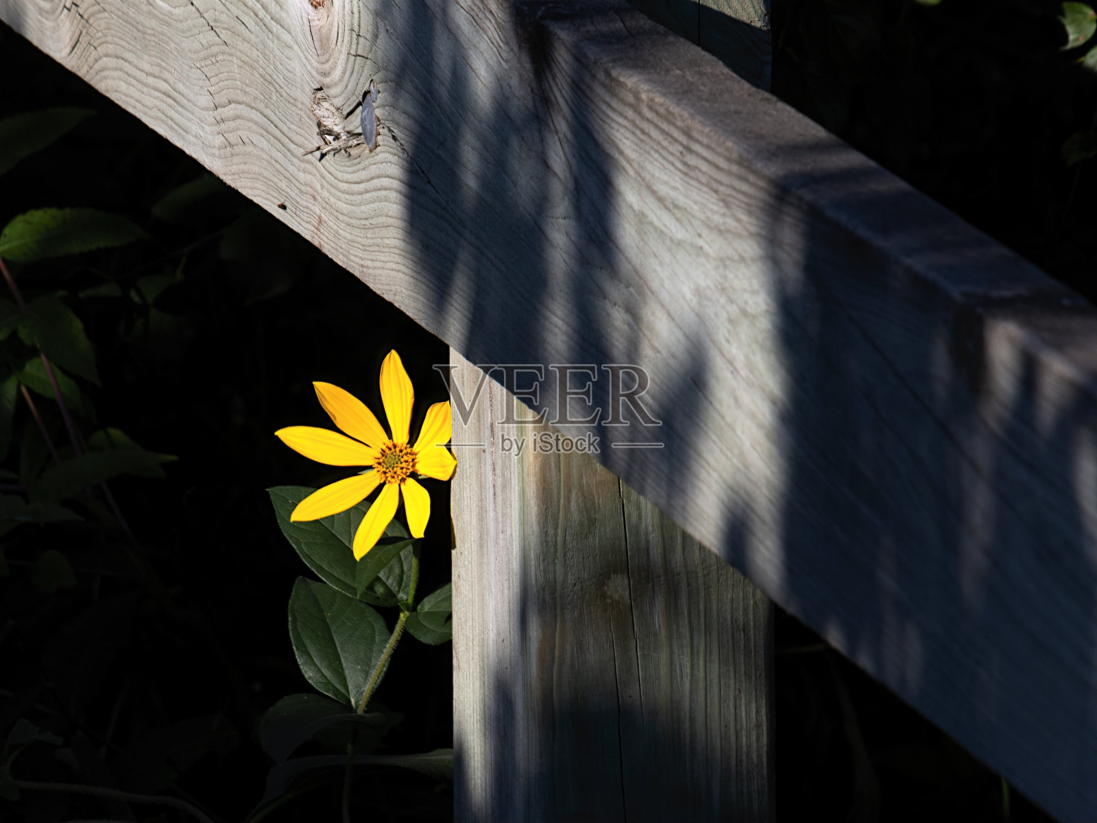 害羞的照片摄影图片