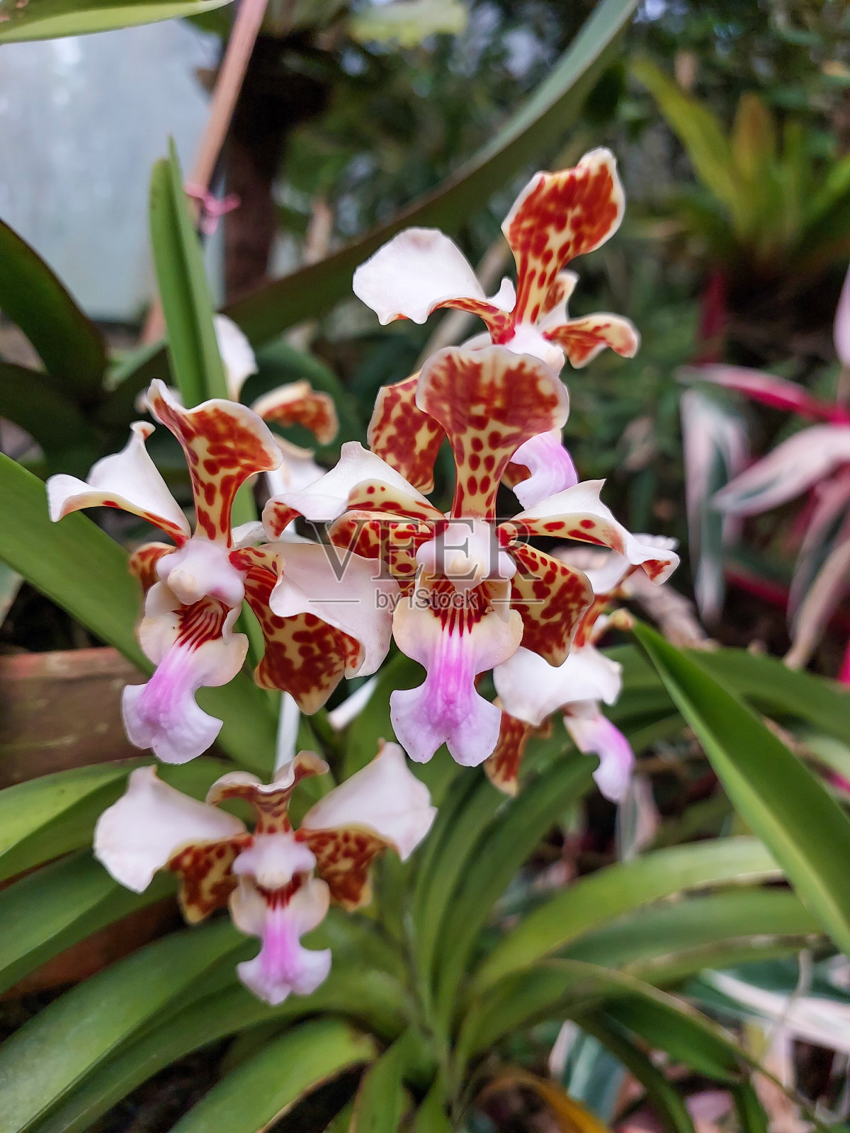 在自然旅游公园里，兰花以独特的形状和图案盛开。照片摄影图片