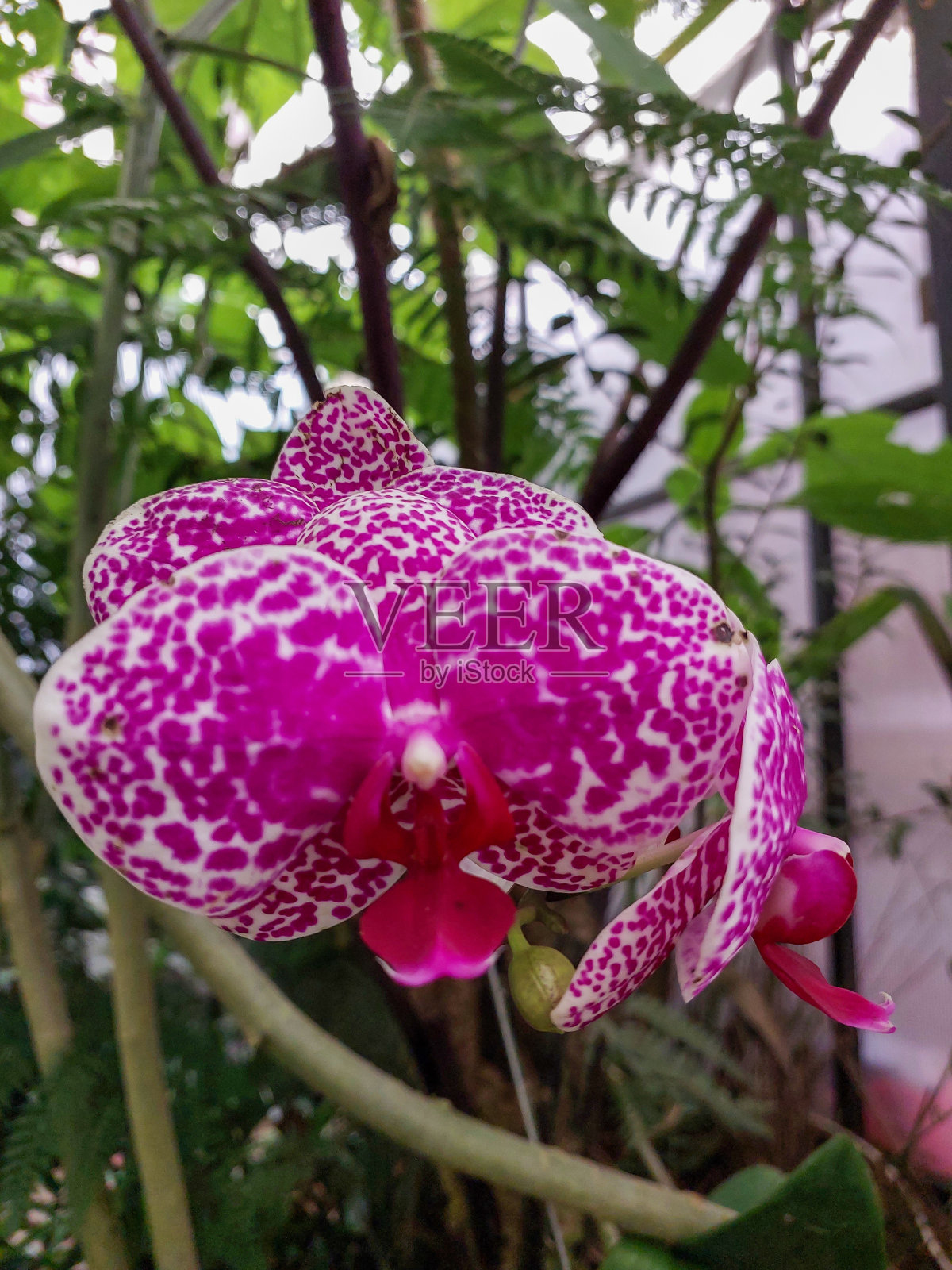 美丽的兰花盛开在自然旅游公园。照片摄影图片