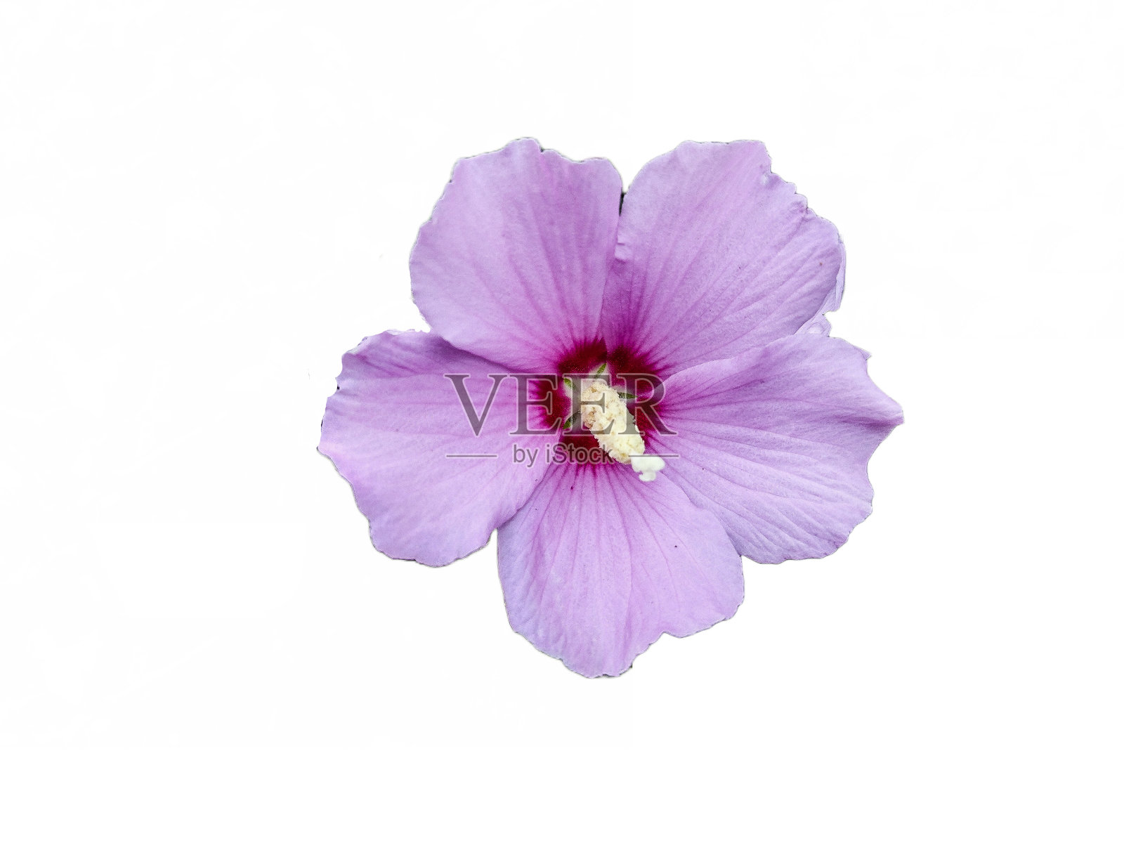 沙伦玫瑰(木槿)花在夏天孤立在白色上照片摄影图片