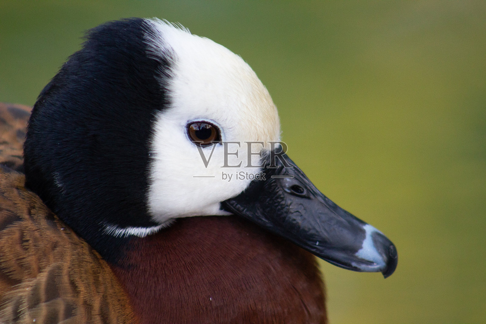 鸭子的头照片摄影图片