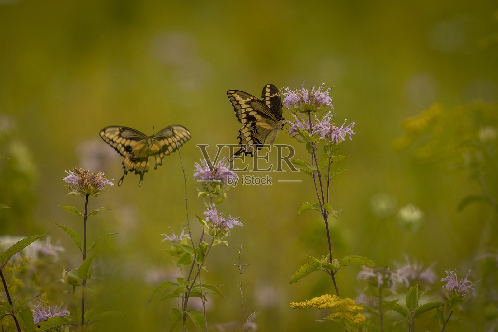 巨型燕尾蝴蝶收集野花花蜜照片摄影图片
