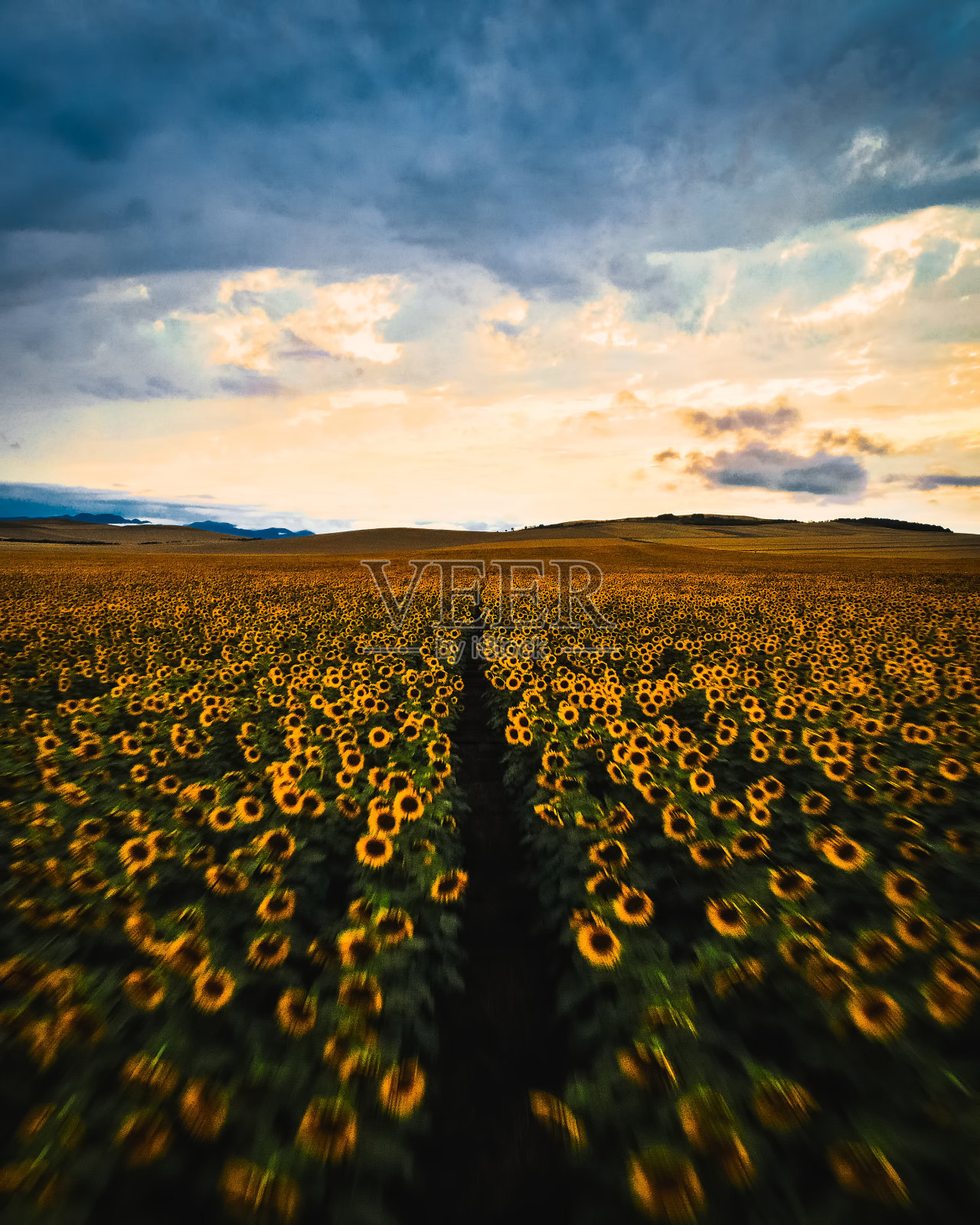 鸟瞰道路在盛开的向日葵田生机勃勃的背景日落。运动蓝色滤光片照片摄影图片