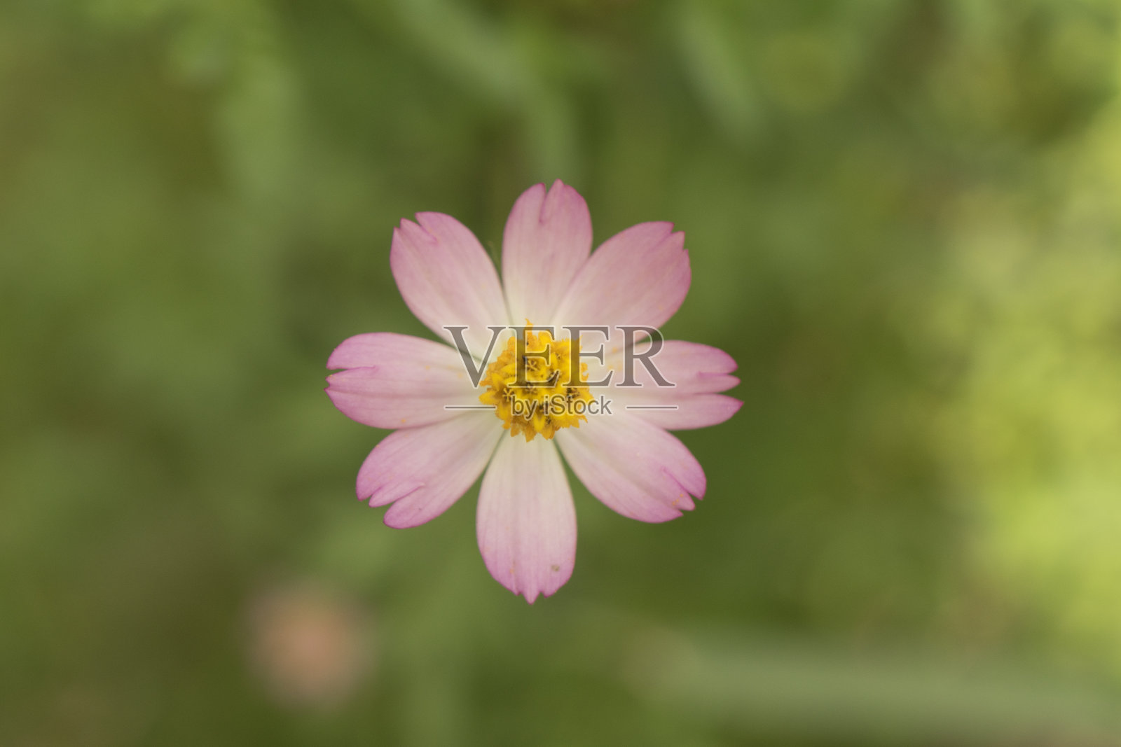 宇宙花淡粉色和黄色的颜色在中间特写细节模糊的背景照片摄影图片